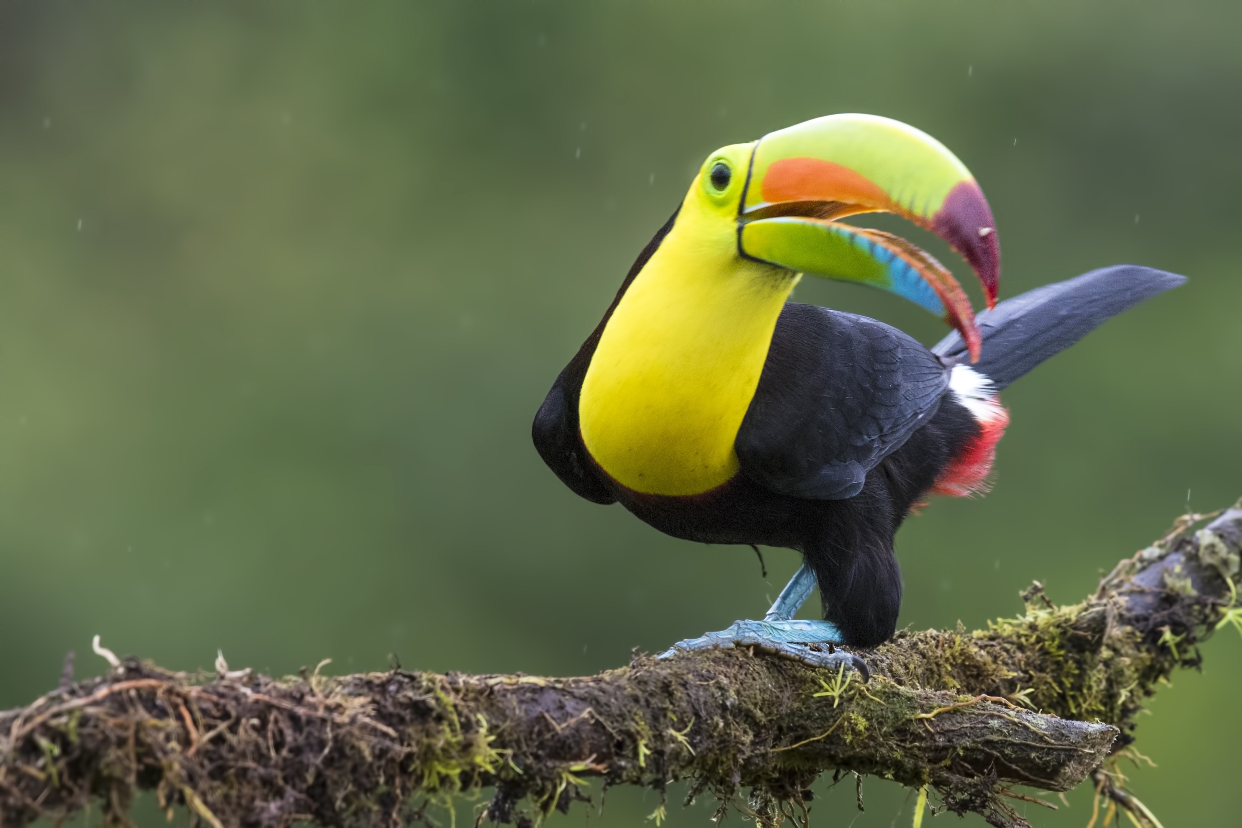 Keel-billed Toucan — Ana fotoğraf