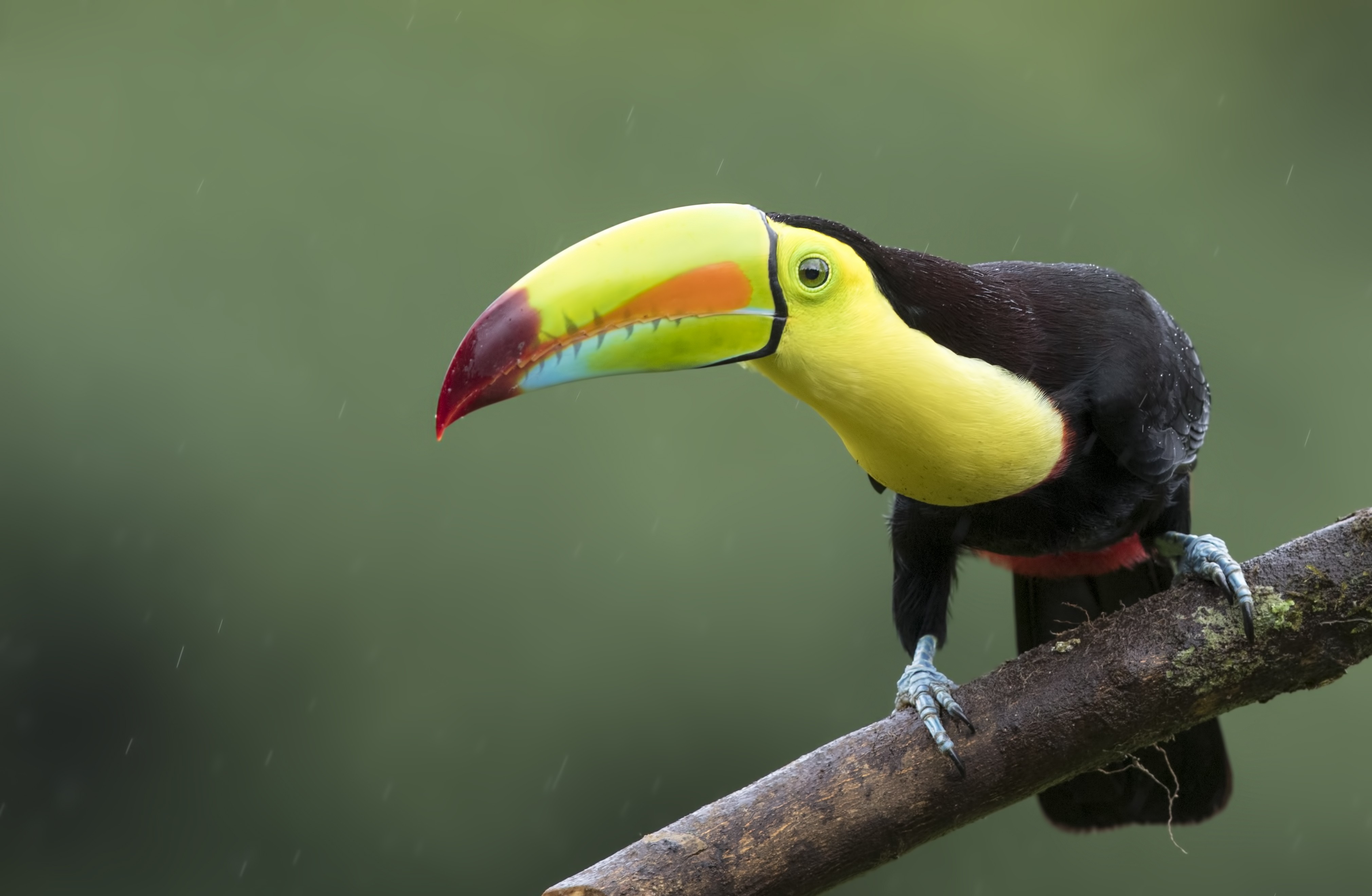 Keel-billed Toucan