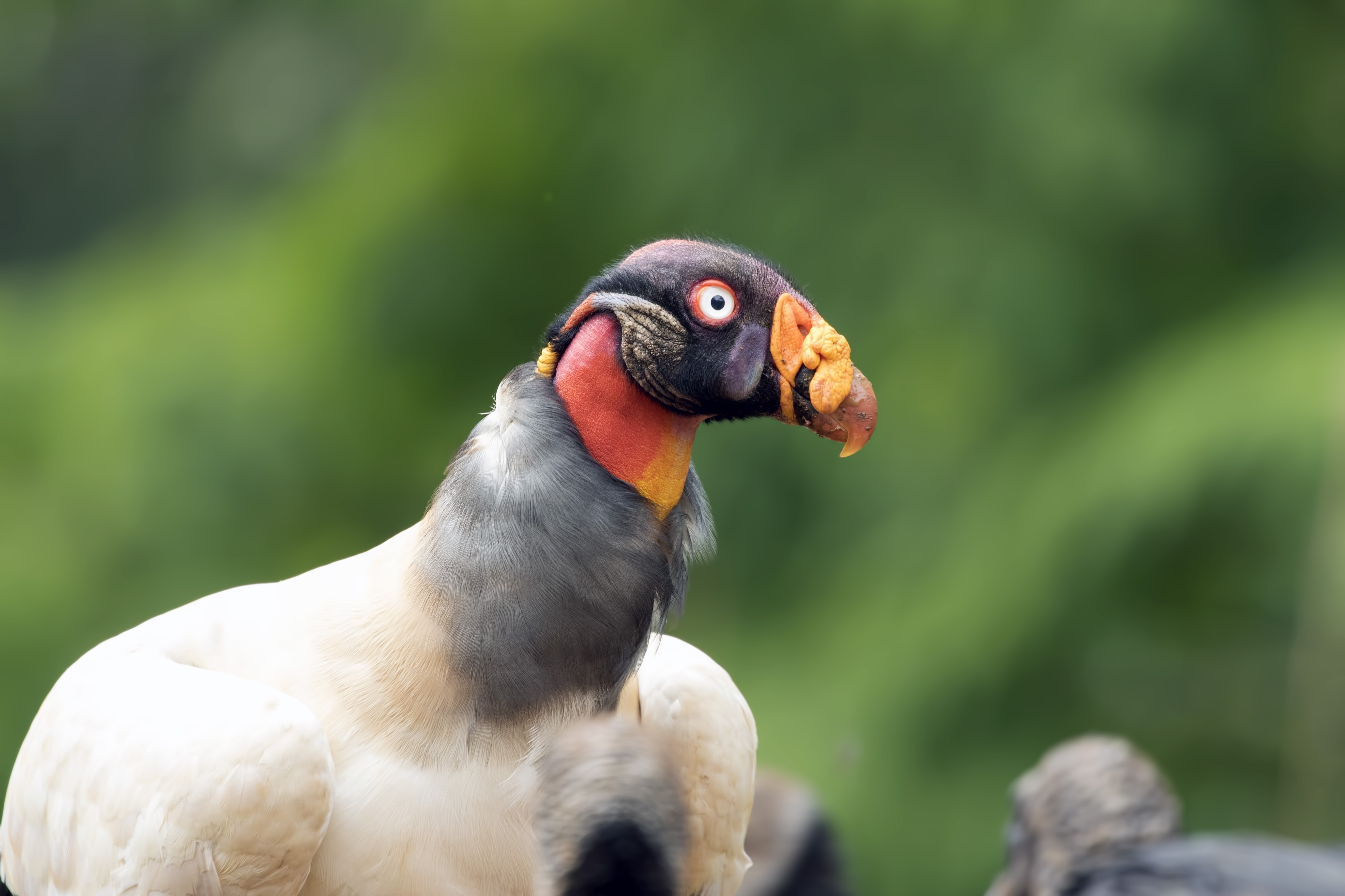 King Vulture — Ana fotoğraf