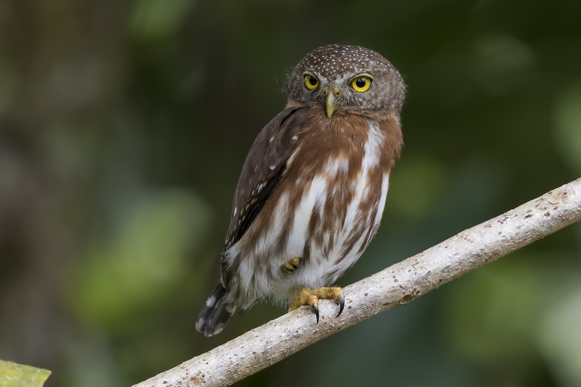 Ferruginous Pygmy-owl