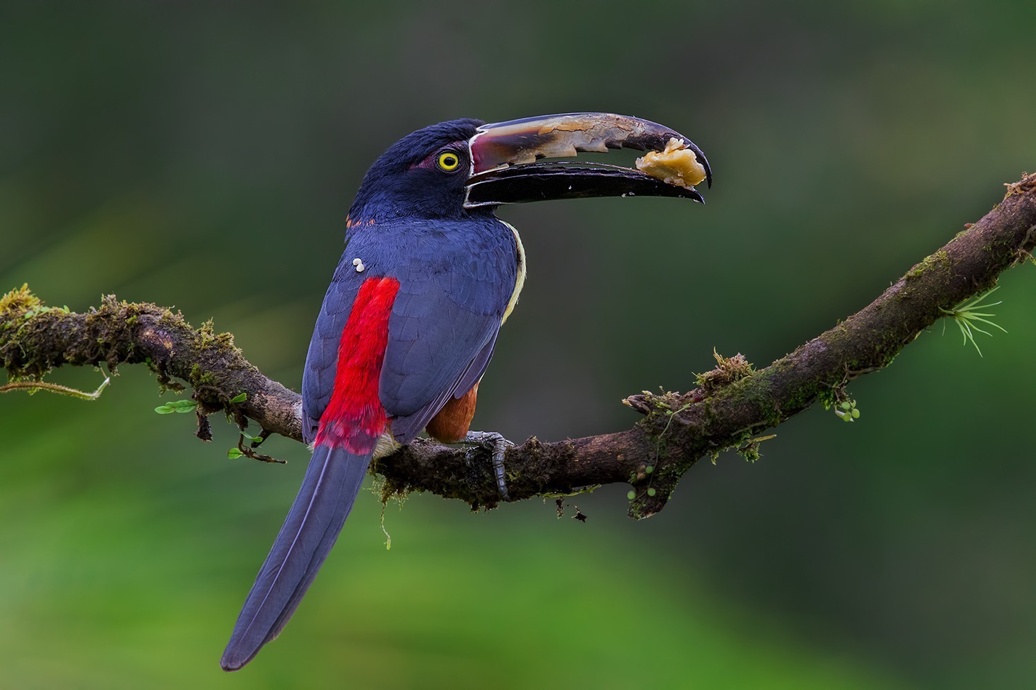 Collared AraÃ§ari — Ana fotoğraf