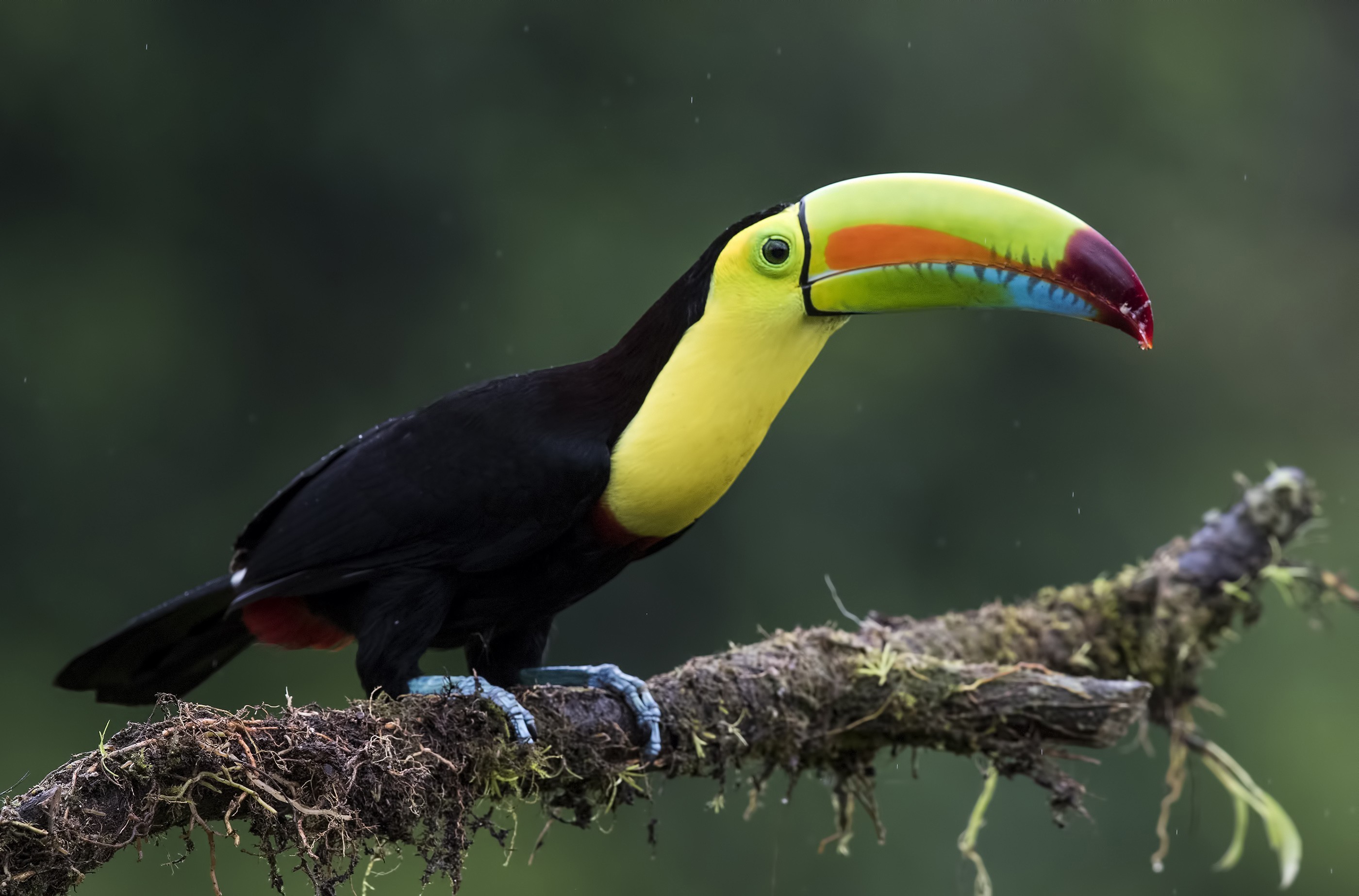 Keel-billed Toucan