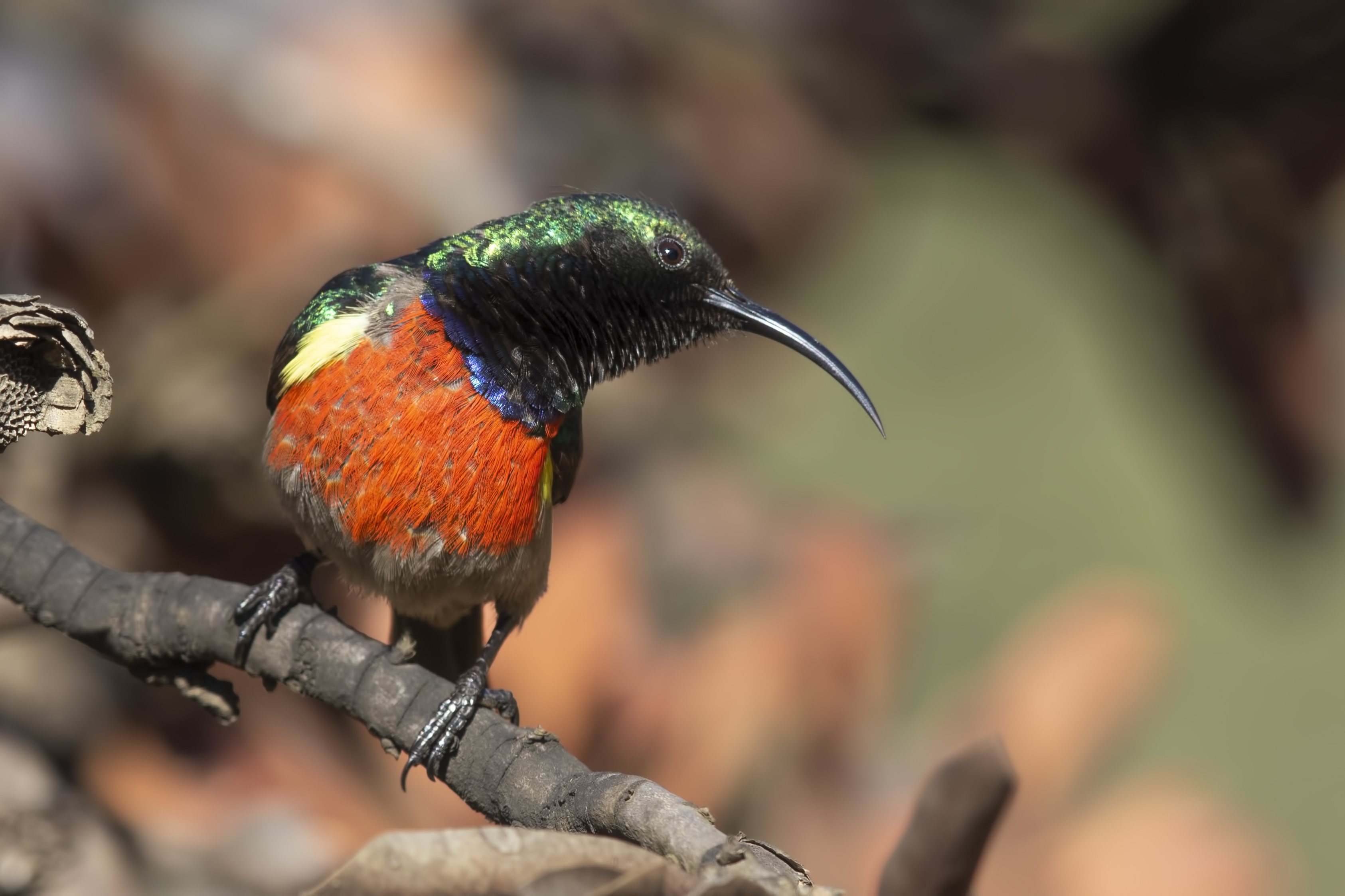 Greater Double-collared Sunbird