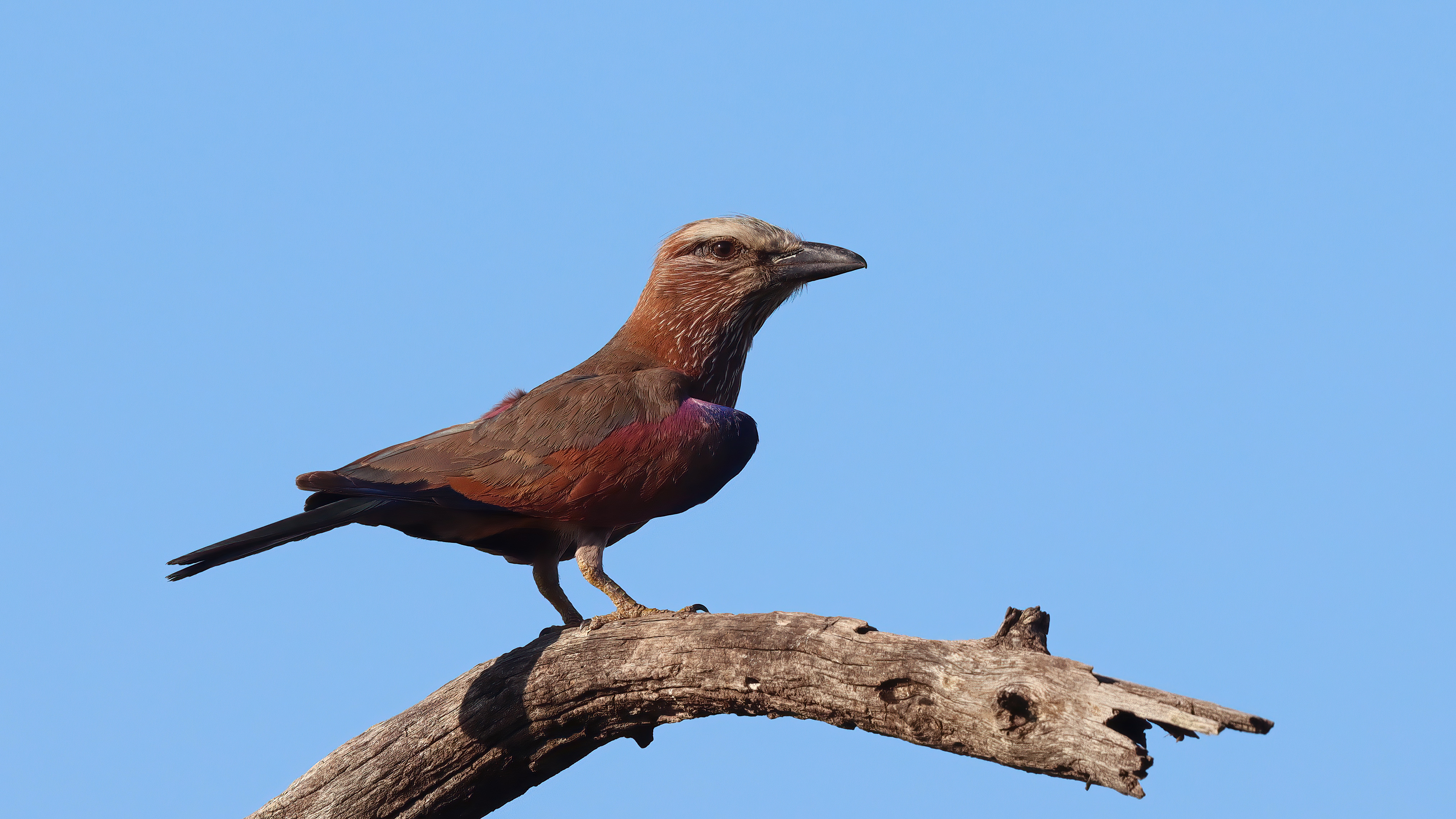 Rufous-crowned Roller