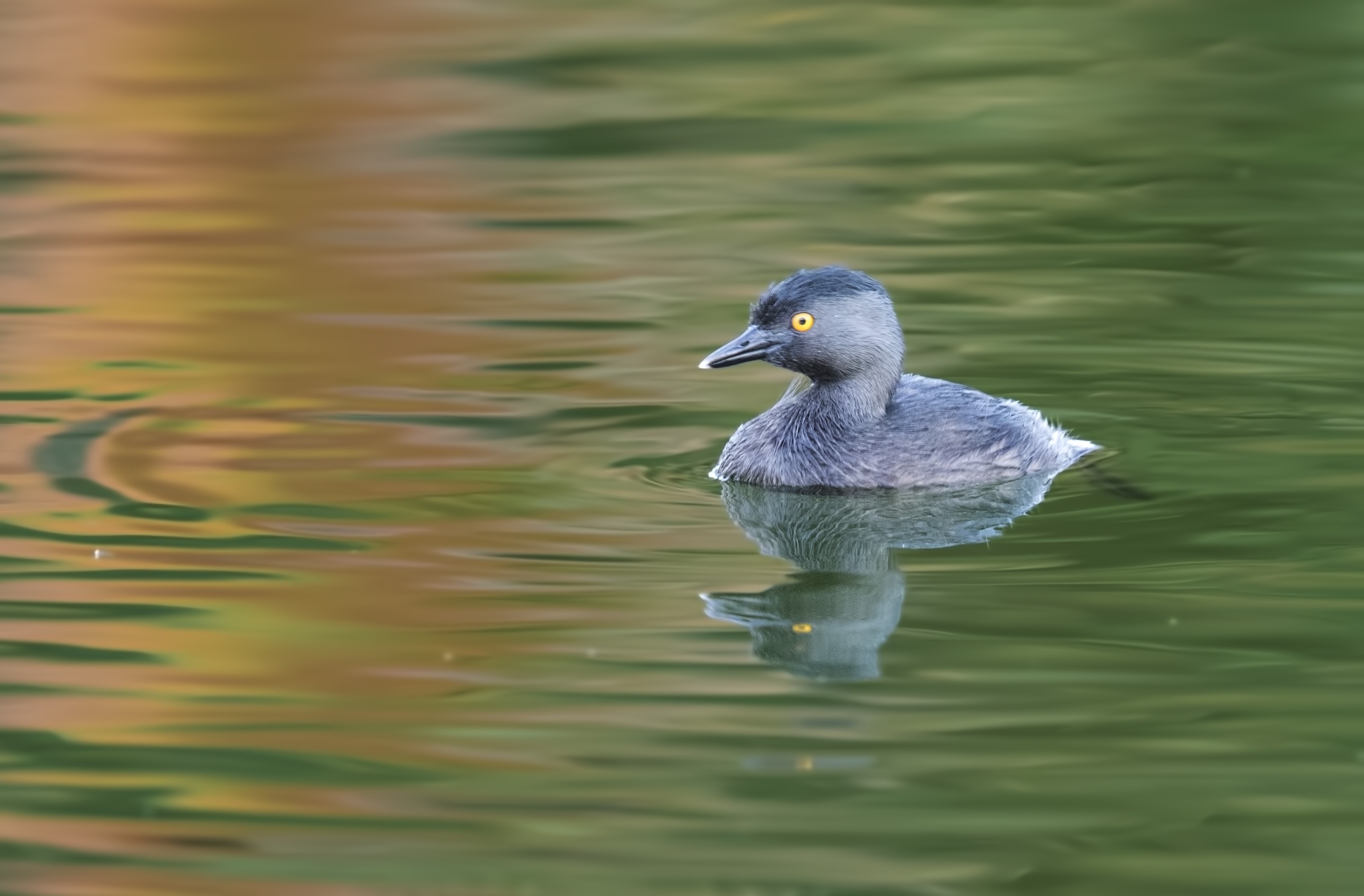 Least Grebe