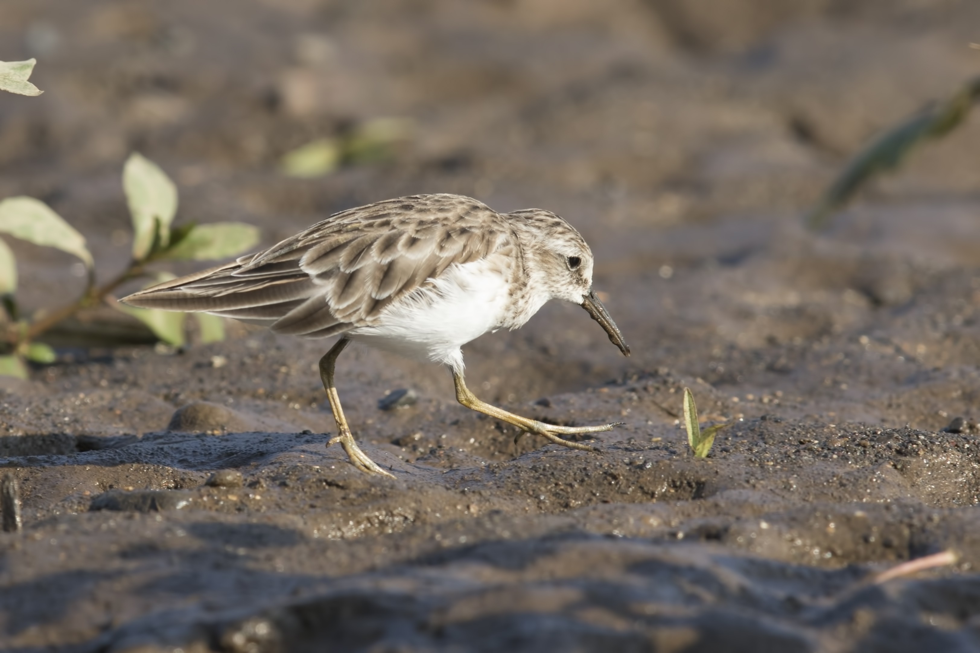 Least Sandpiper