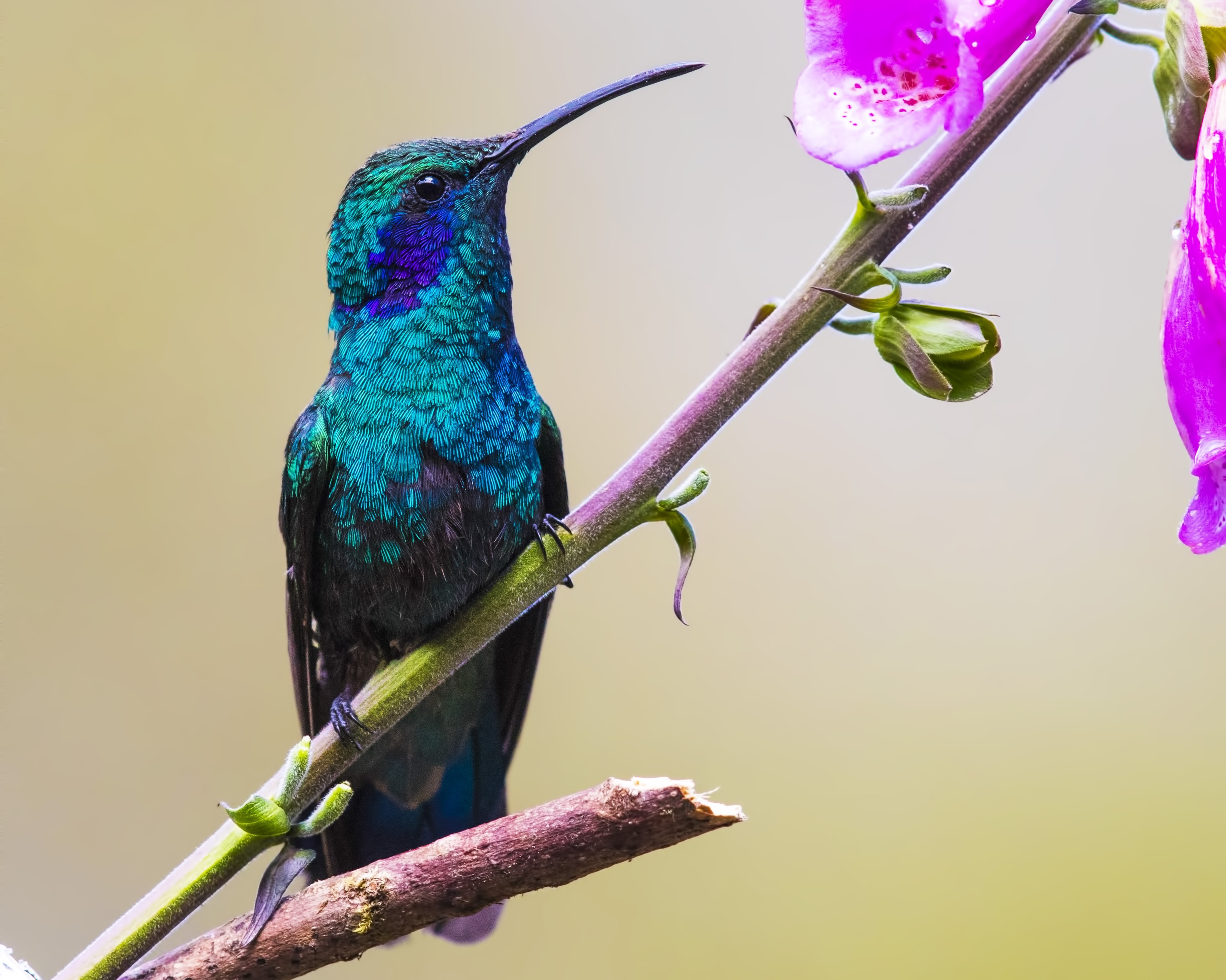 Green Violet-ear — Ana fotoğraf