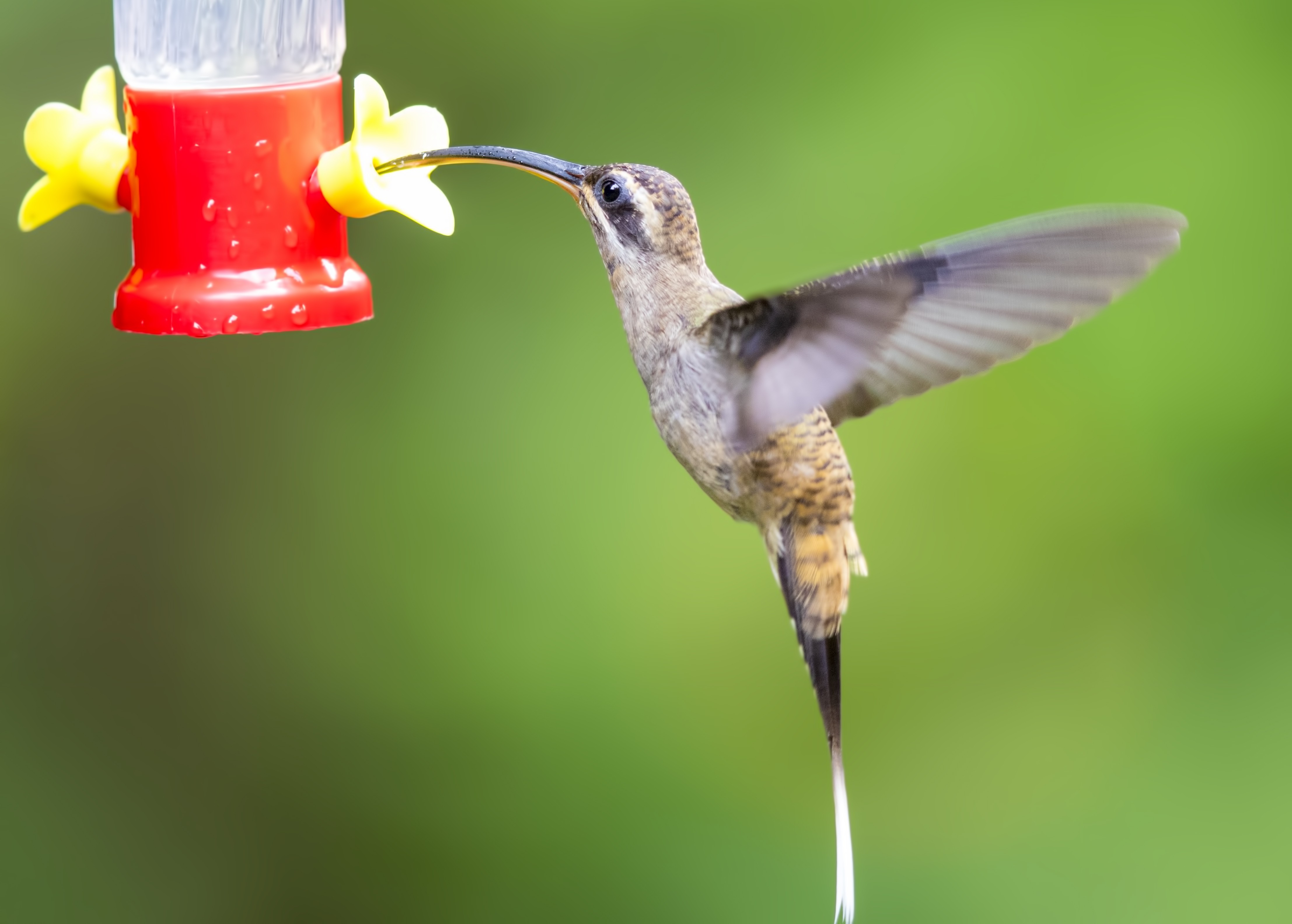 Long-billed Hermit — Ana fotoğraf