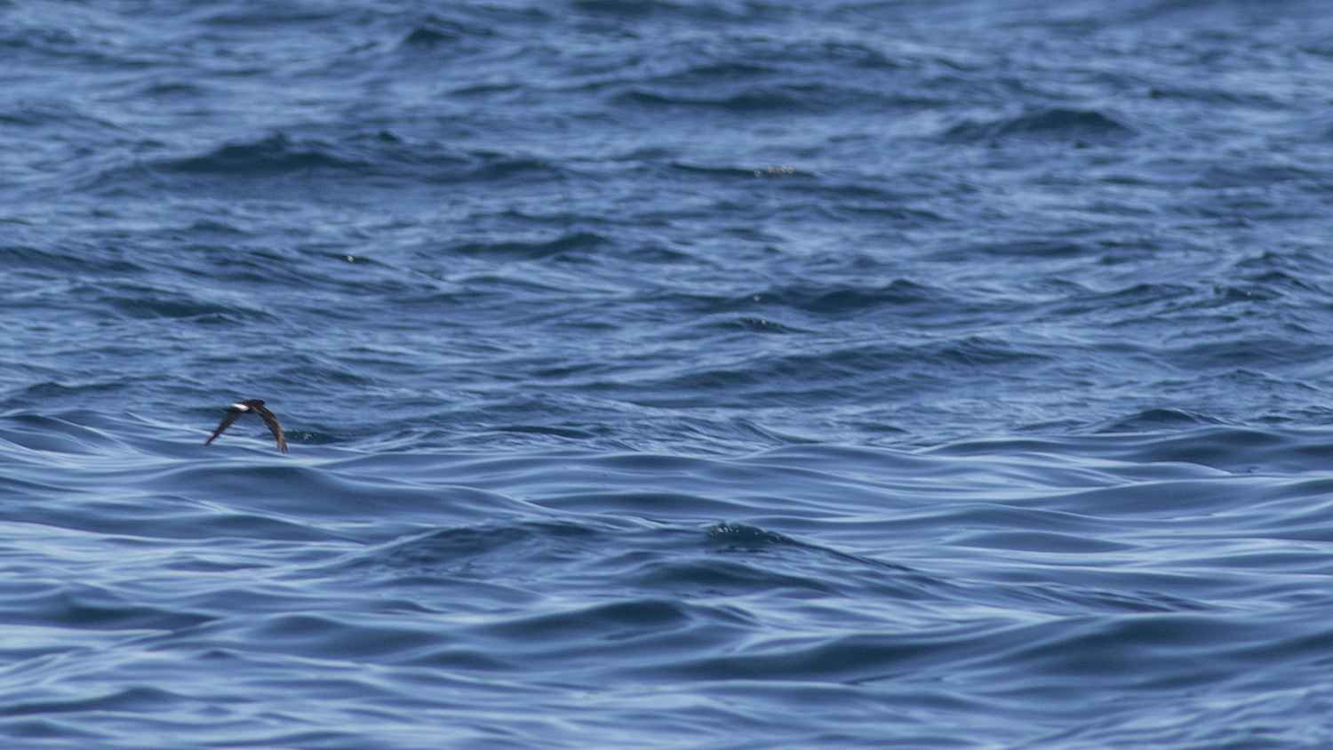 European Storm-Petrel