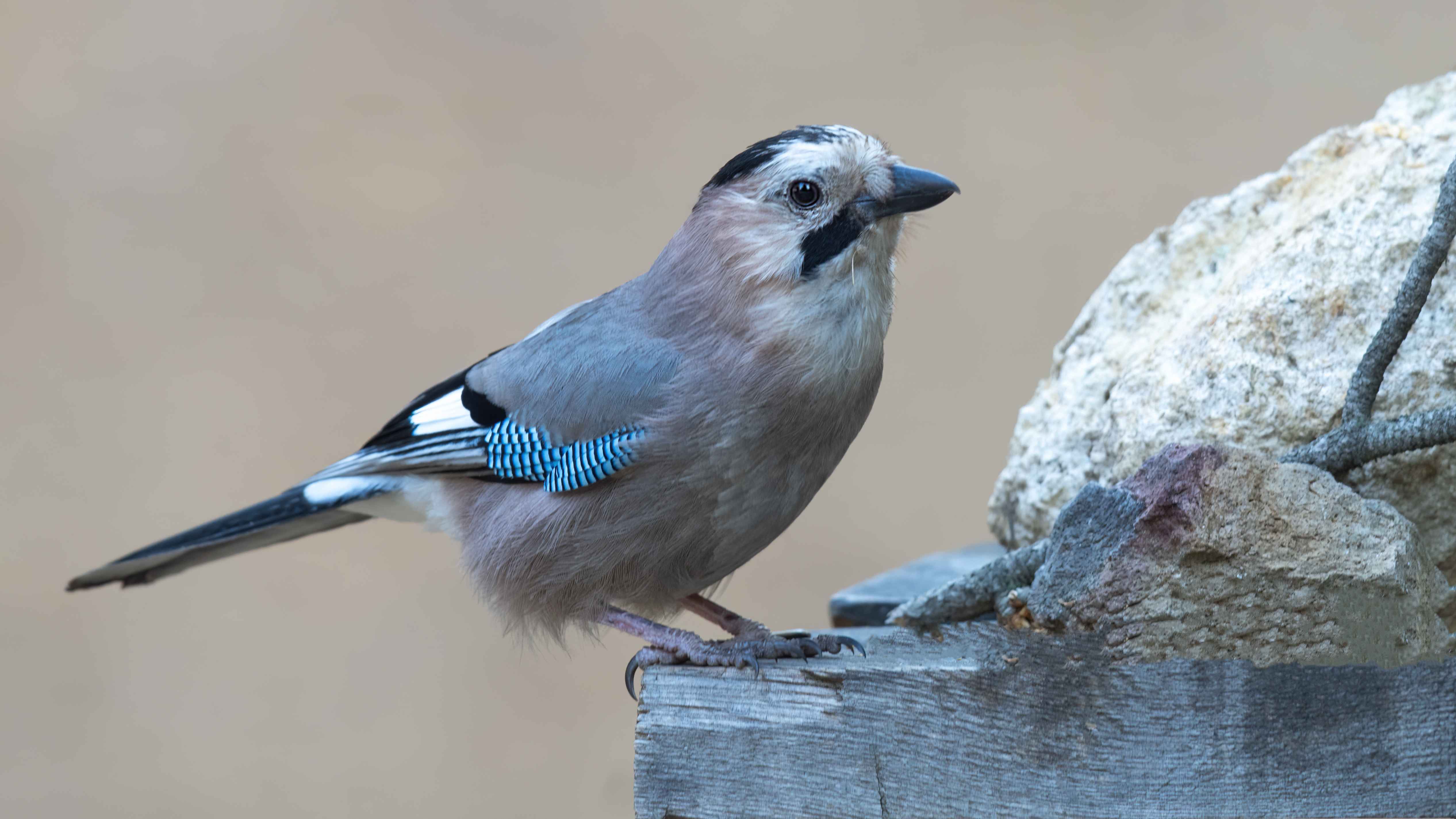 Eurasian Jay
