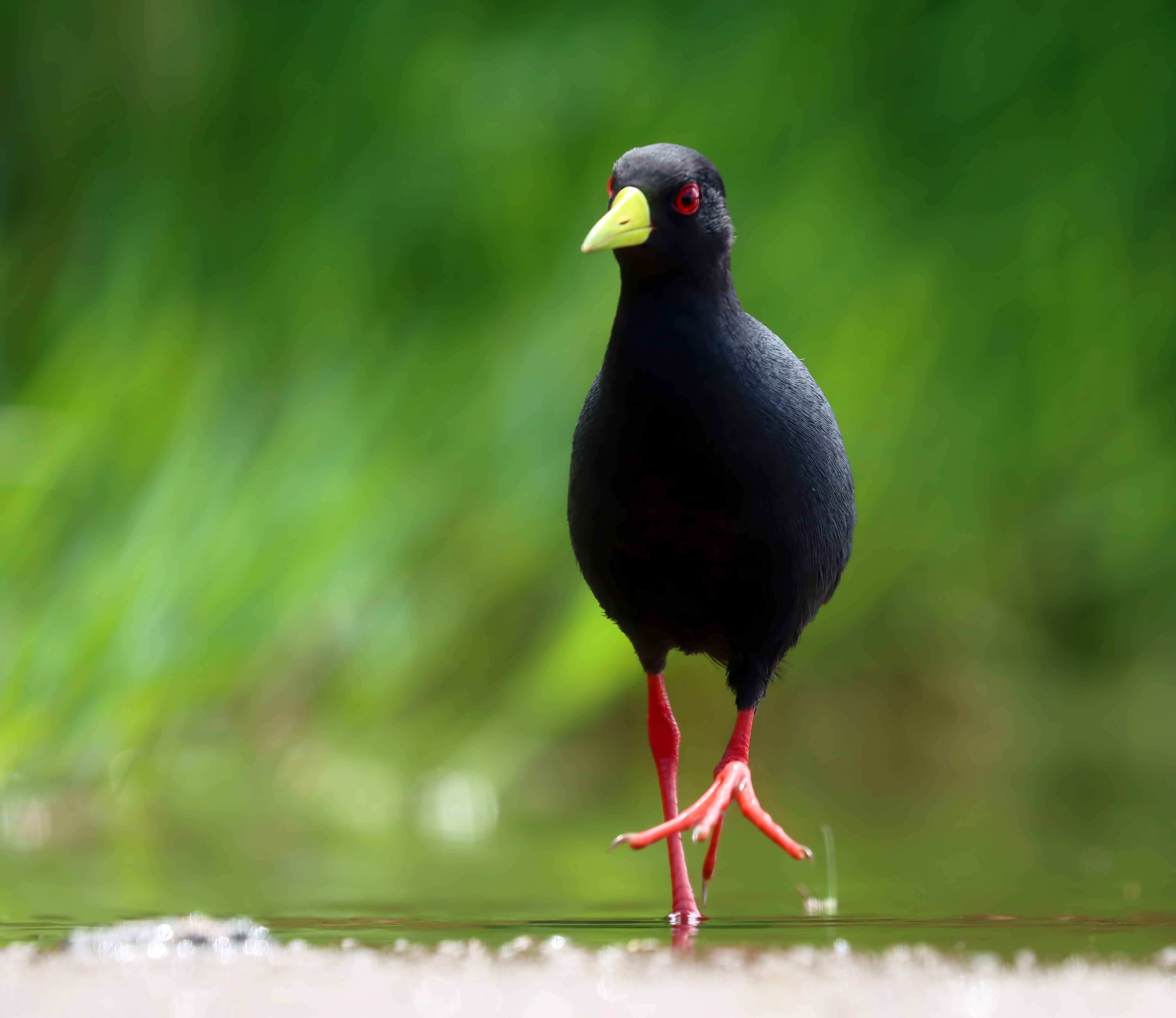 Black Crake