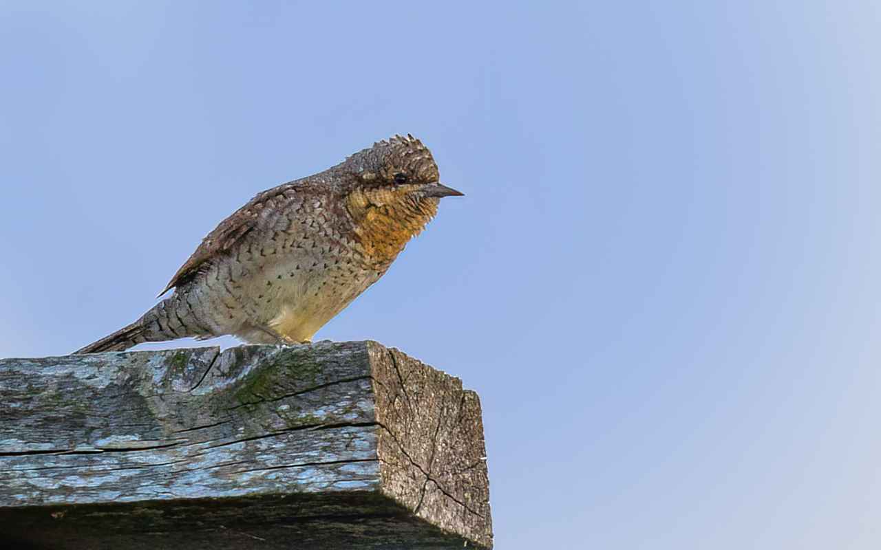 Eurasian Wryneck