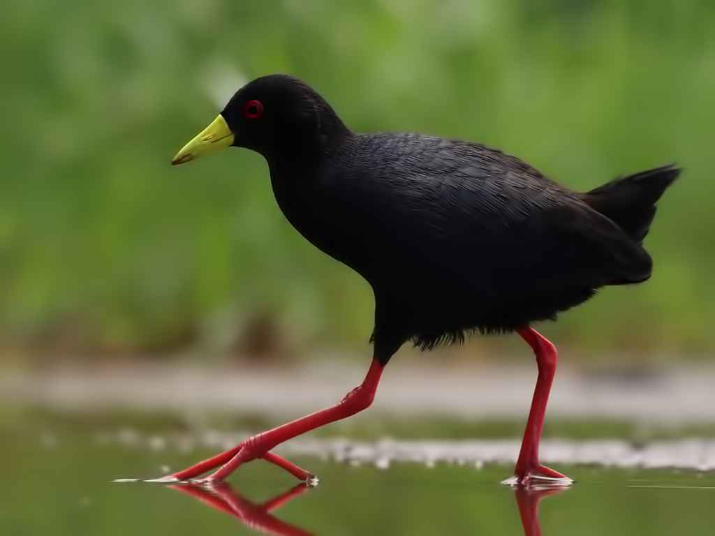 Black Crake