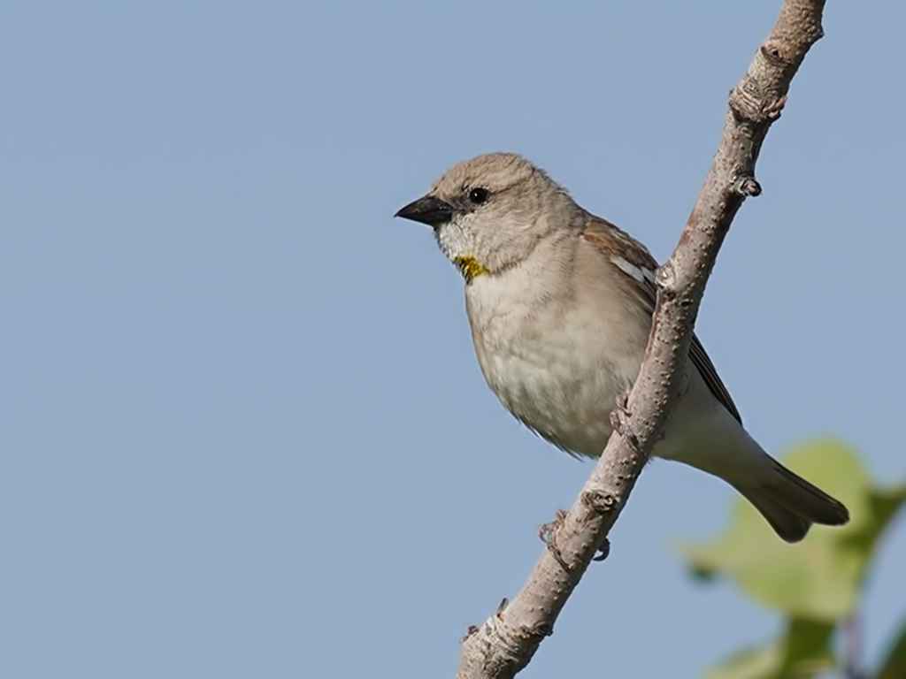 Yellow-throated Sparrow