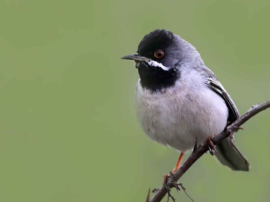 Rüppell's Warbler