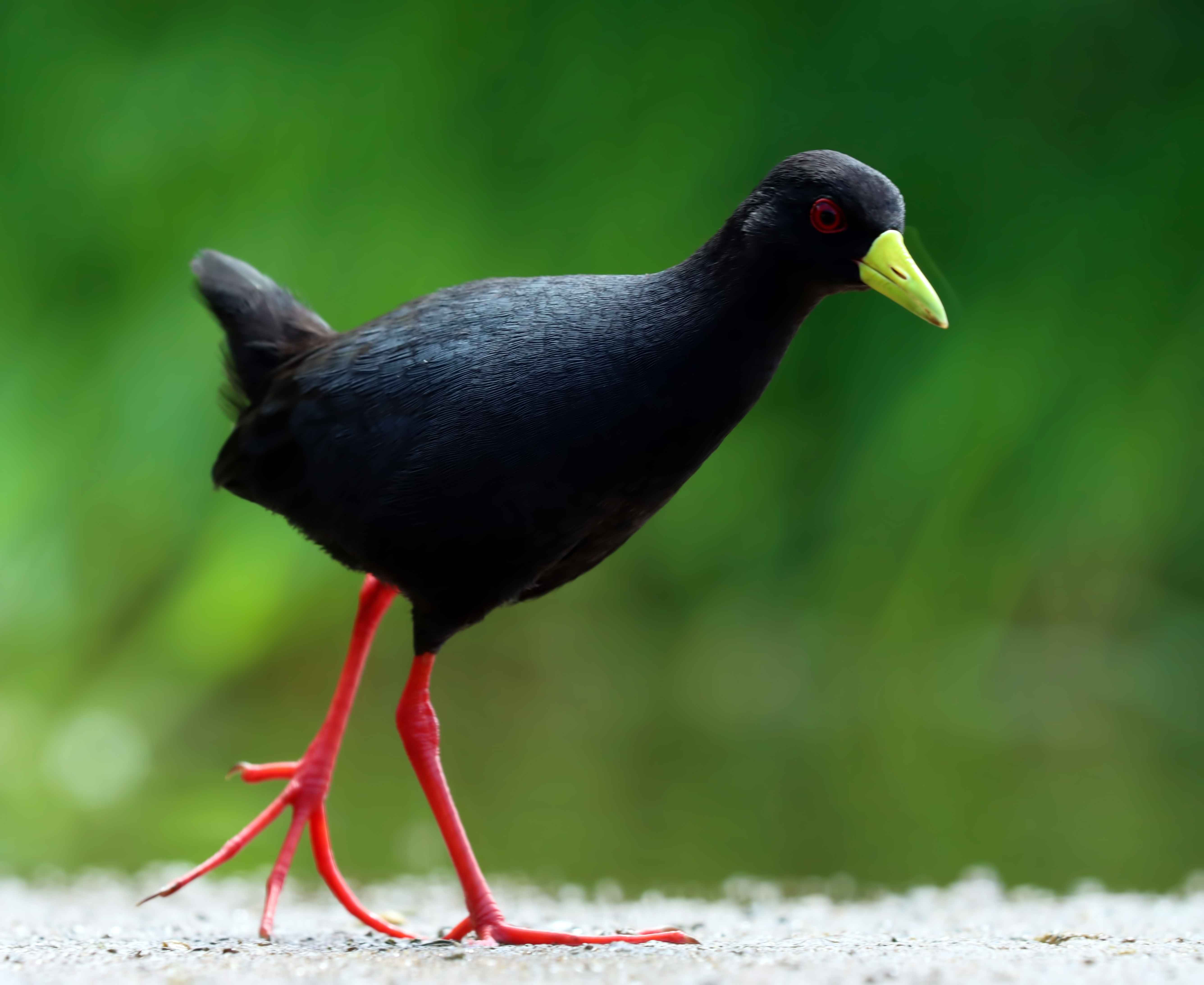 Black Crake