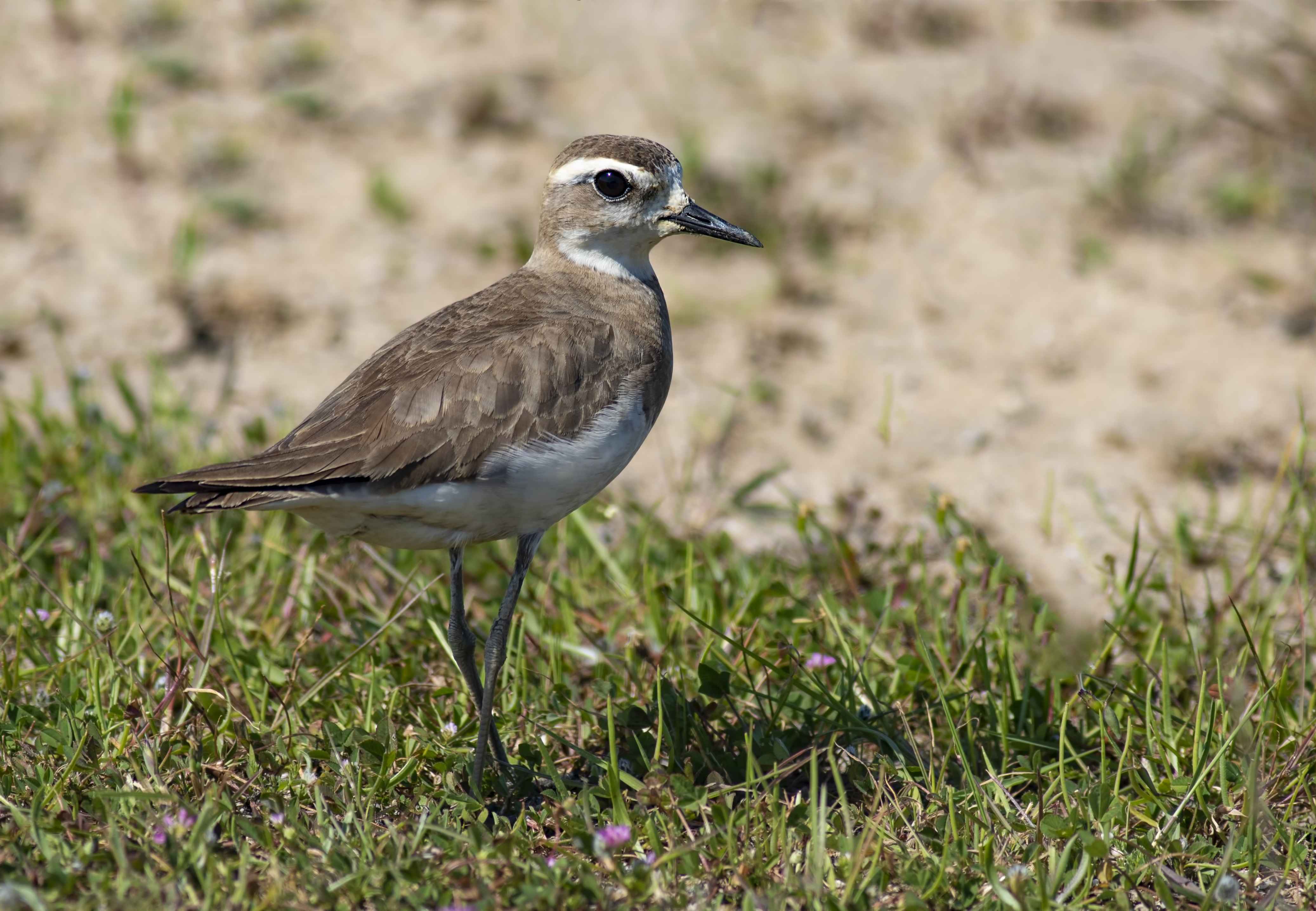 Caspian Plover
