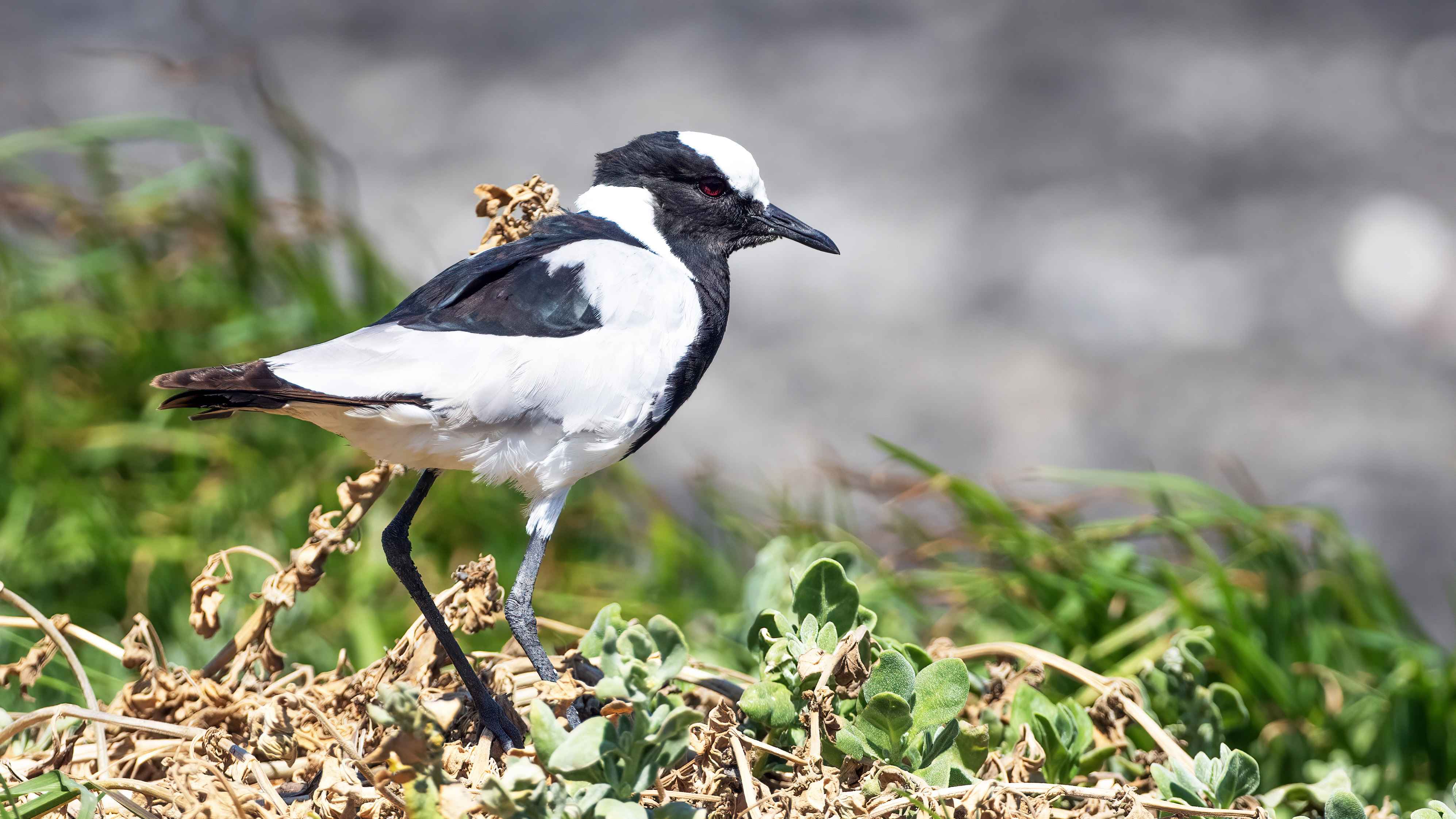 Blacksmith Lapwing