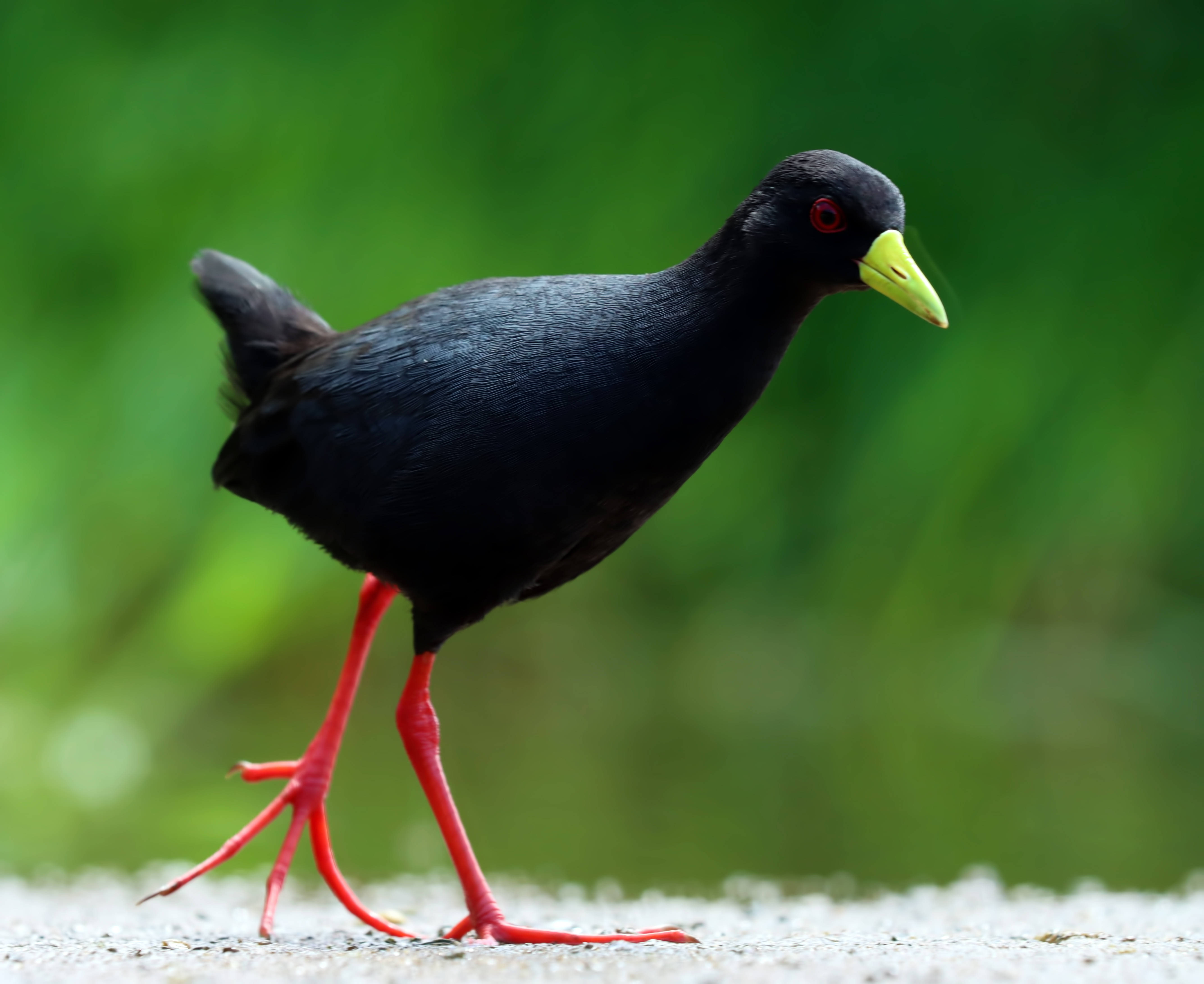 Black Crake