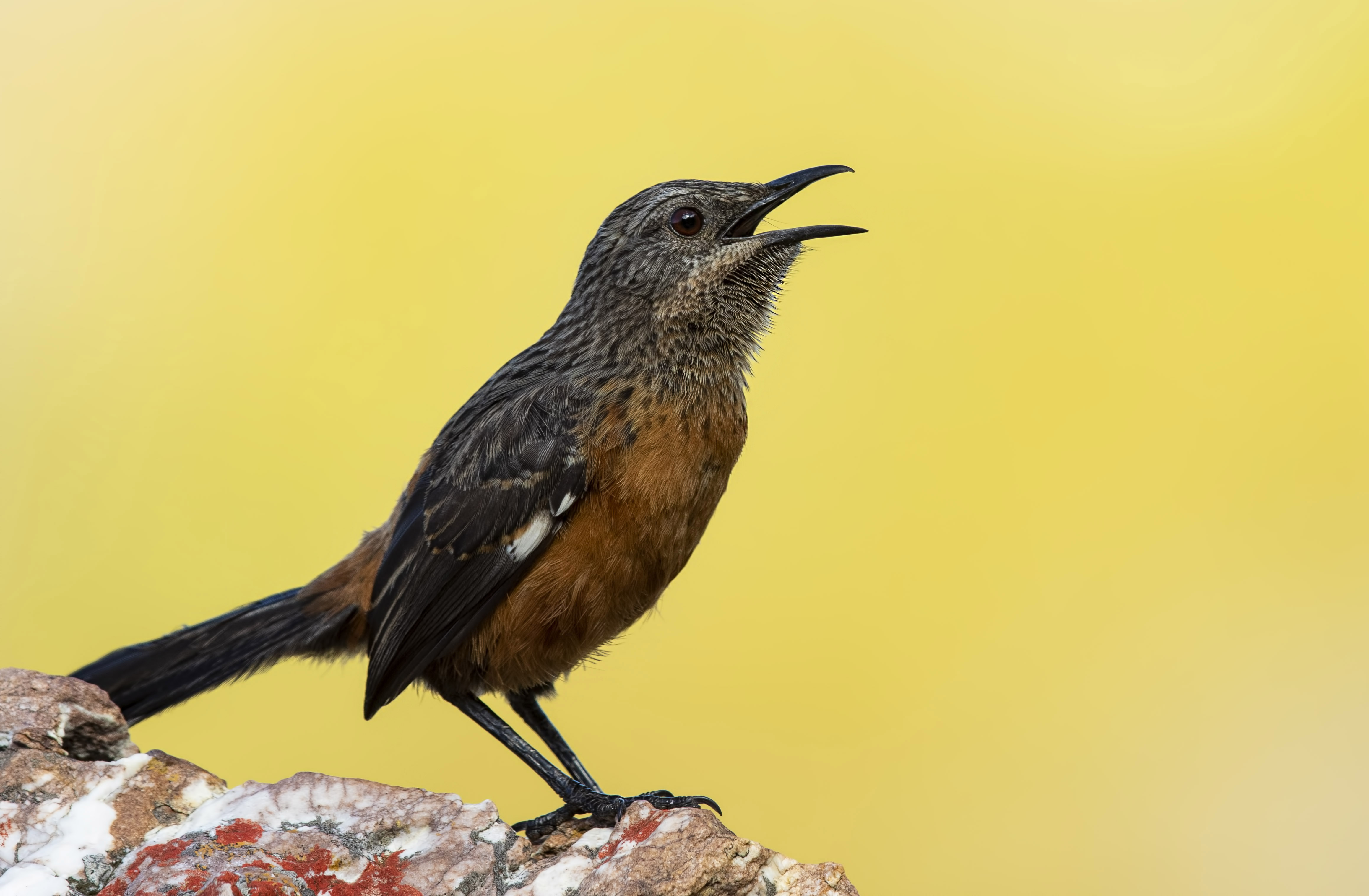 Cape Rockjumper