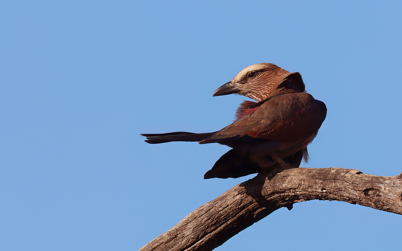 Rufous-crowned Roller