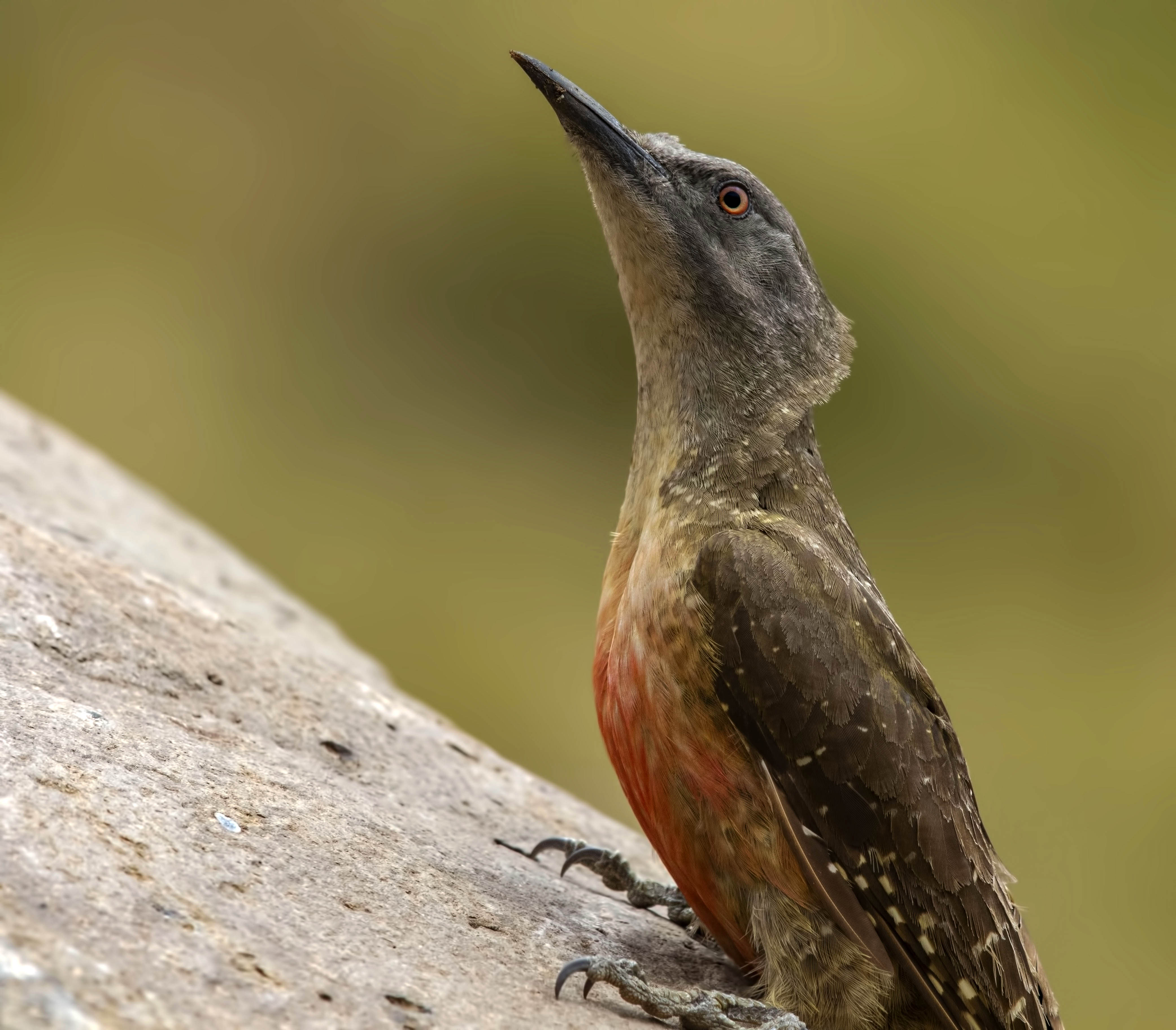 Red-backed Scrub-Robin