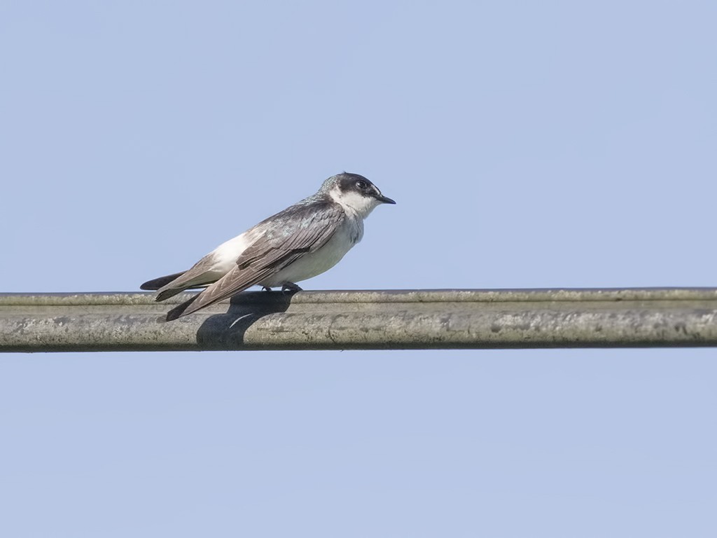 Mangrove Swallow
