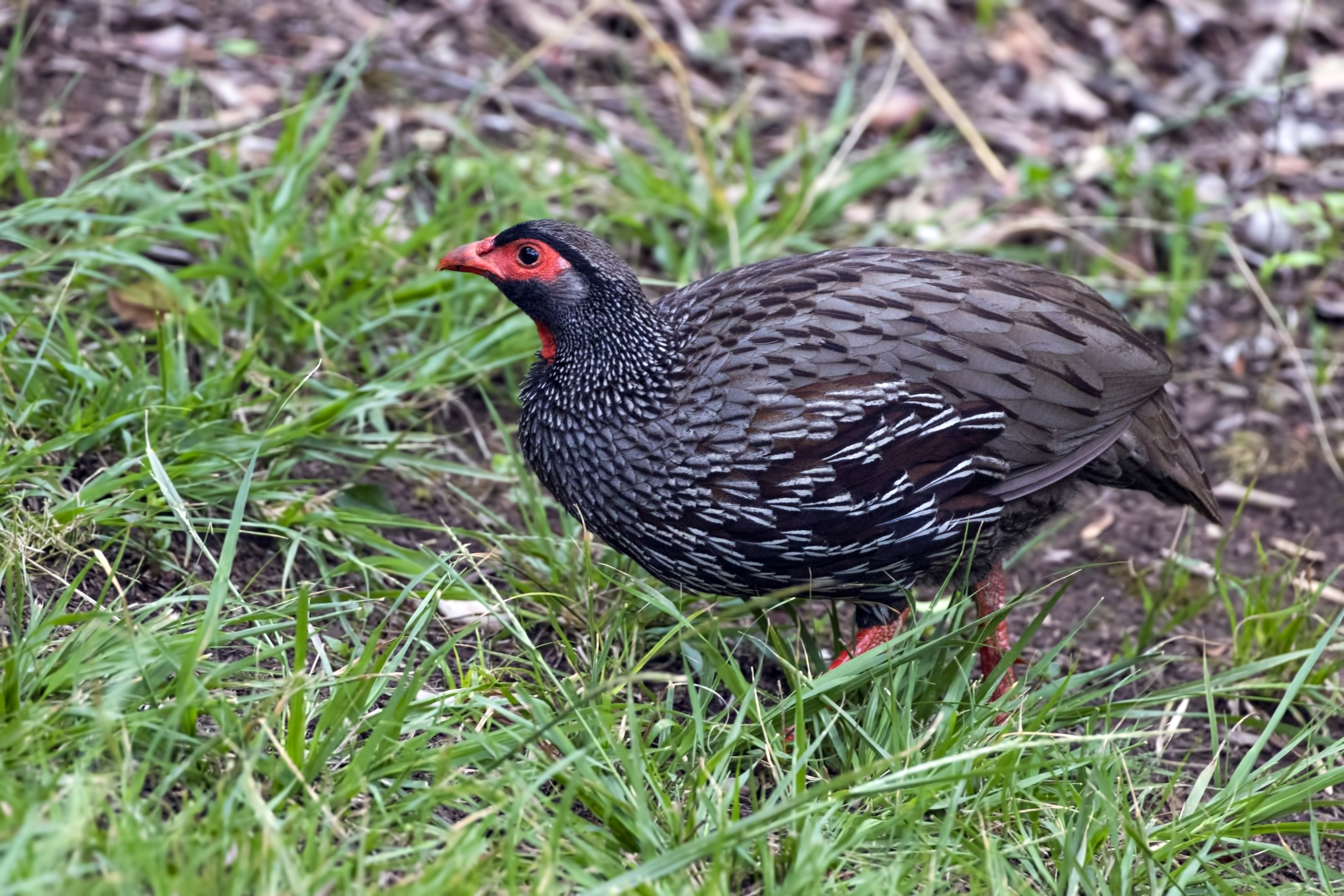 Red-necked Falcon