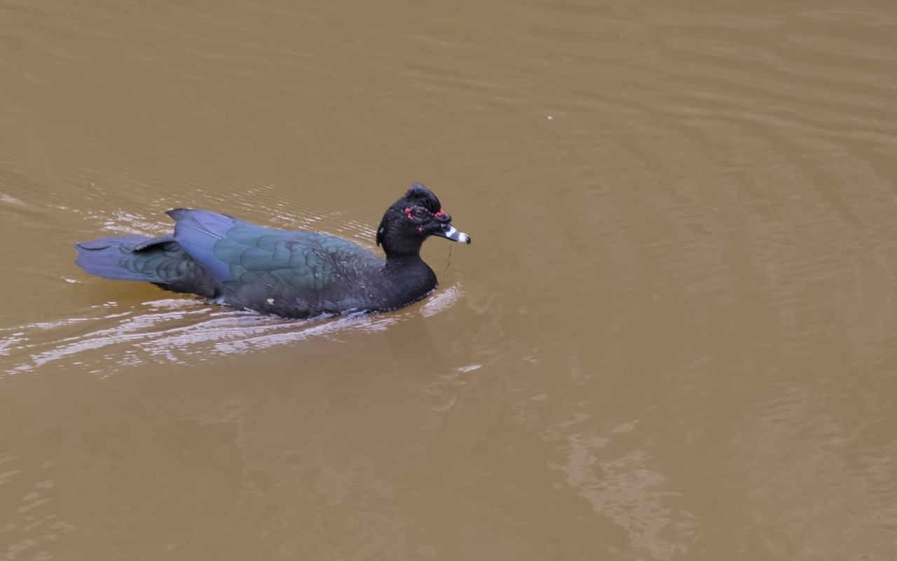 Muscovy Duck