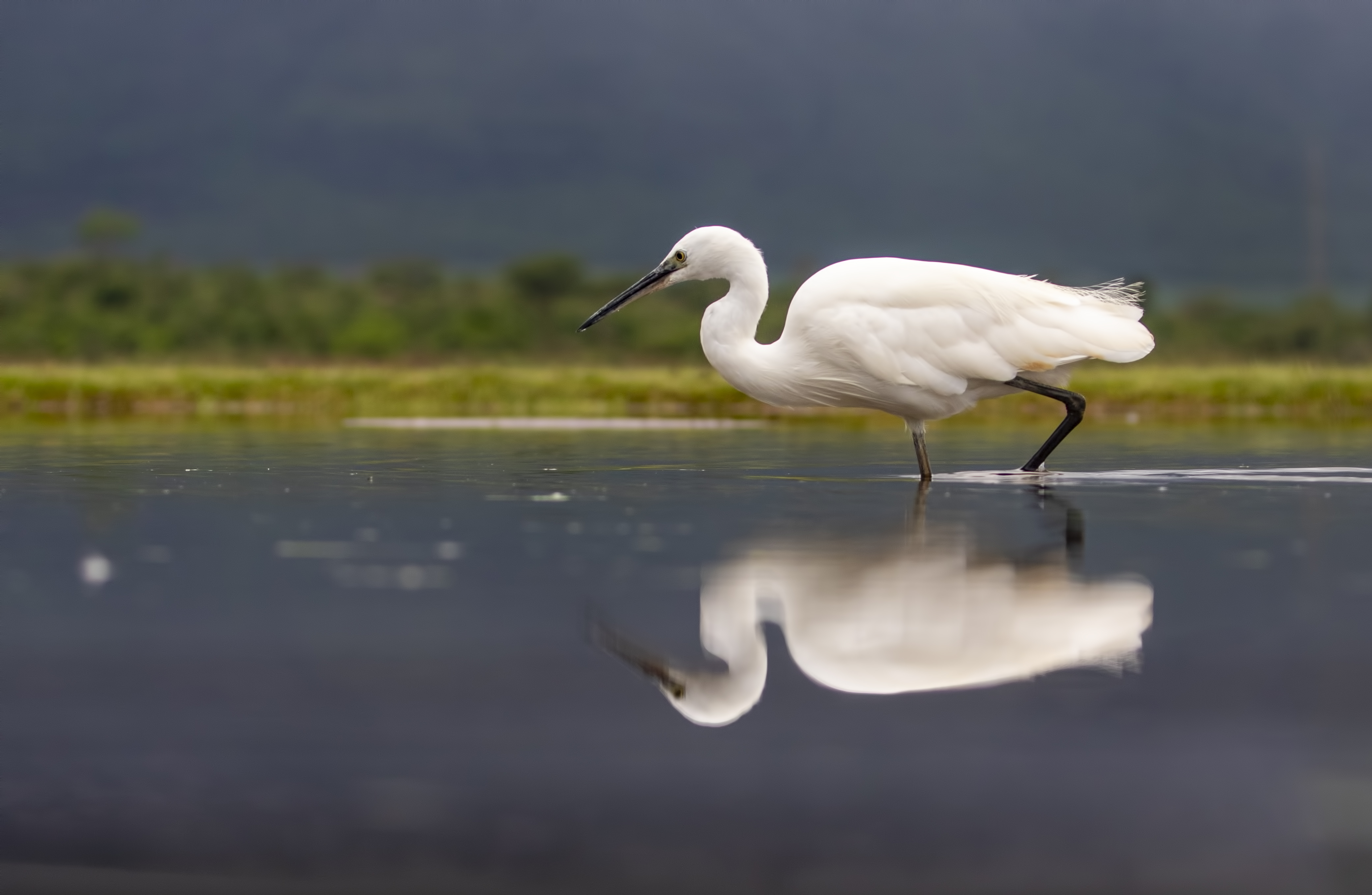 Little Egret