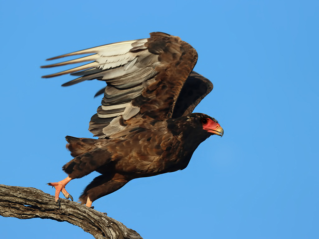 Bateleur