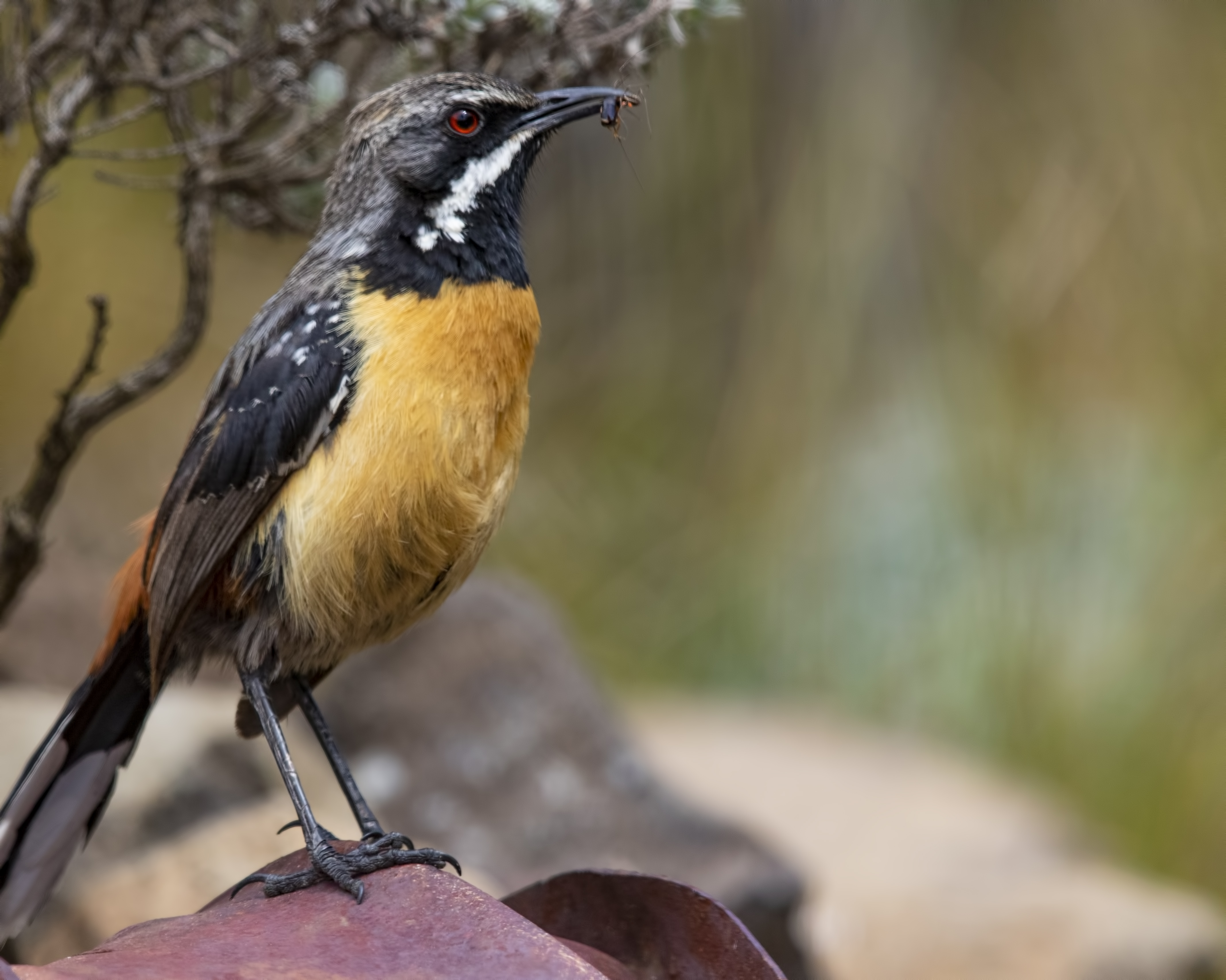 Cape Rockjumper