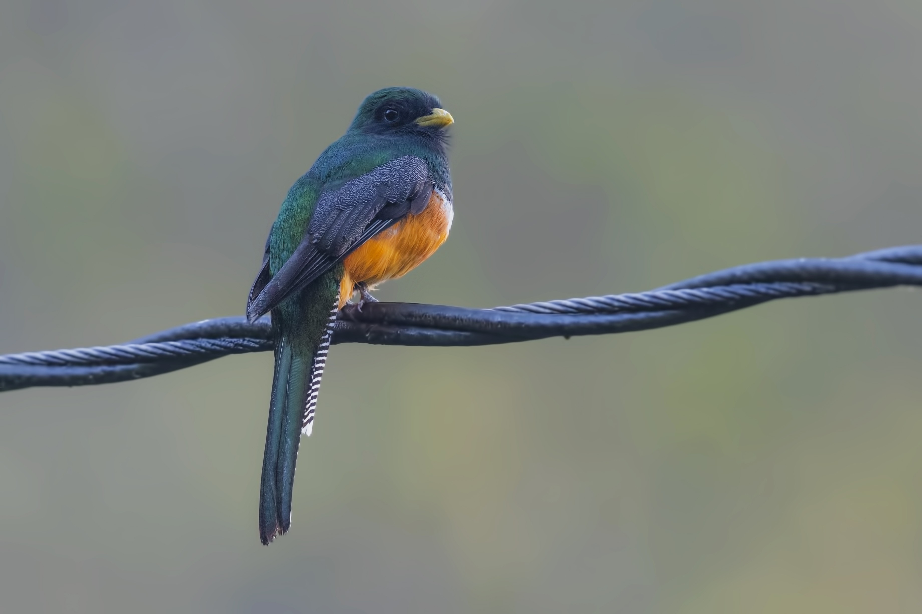 Orange-breasted Falcon — Ana fotoğraf
