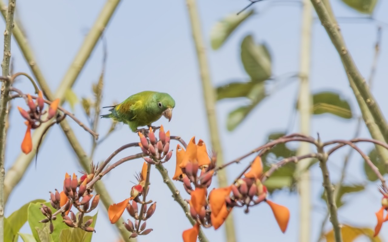 Orange-chinned Parakeet