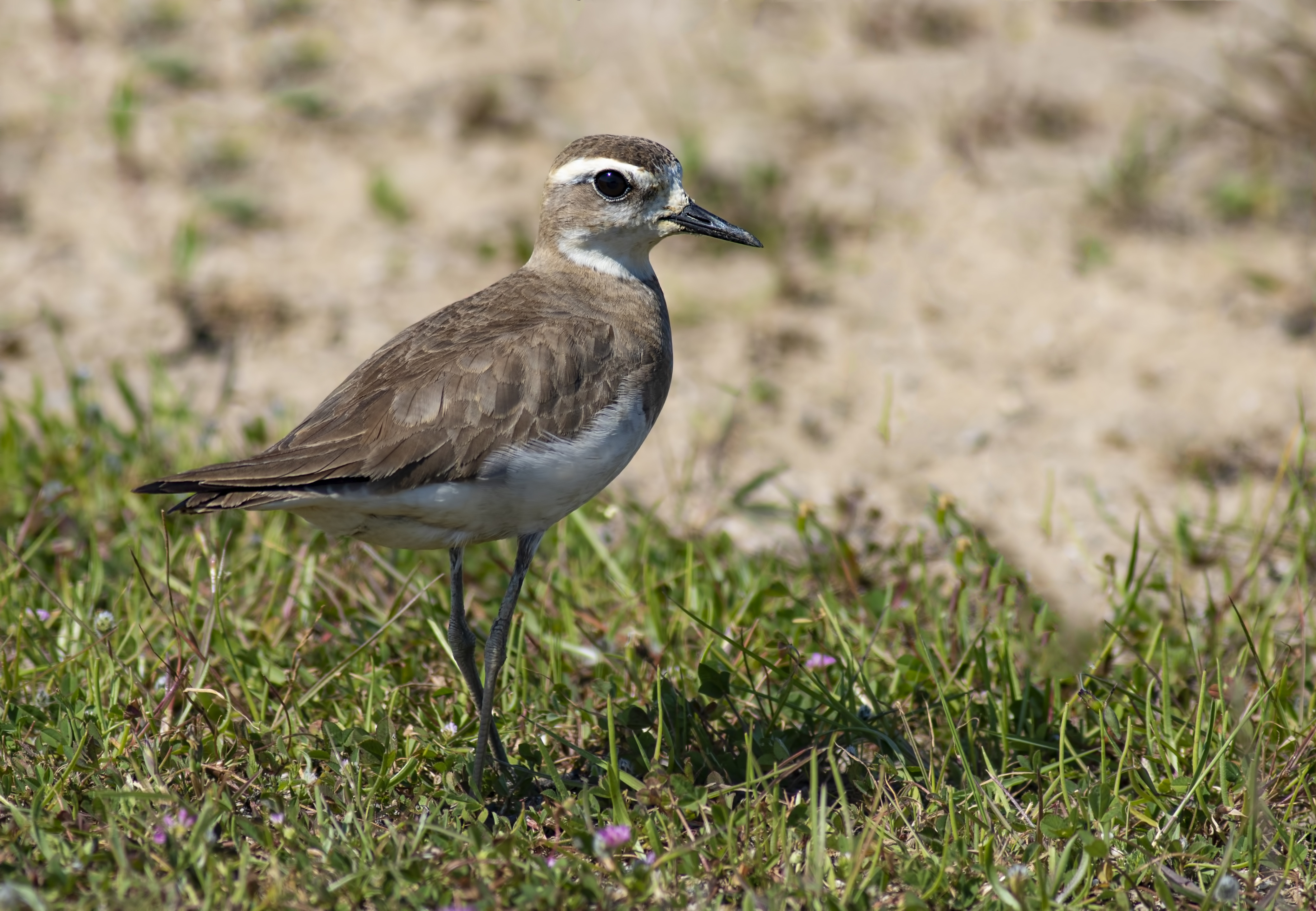Caspian Plover