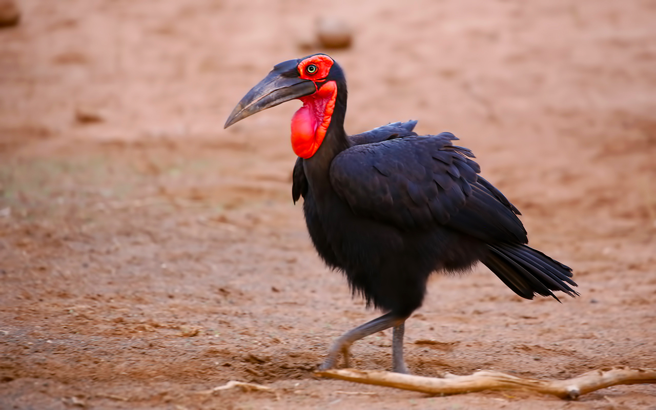 Southern Red-billed Hornbill