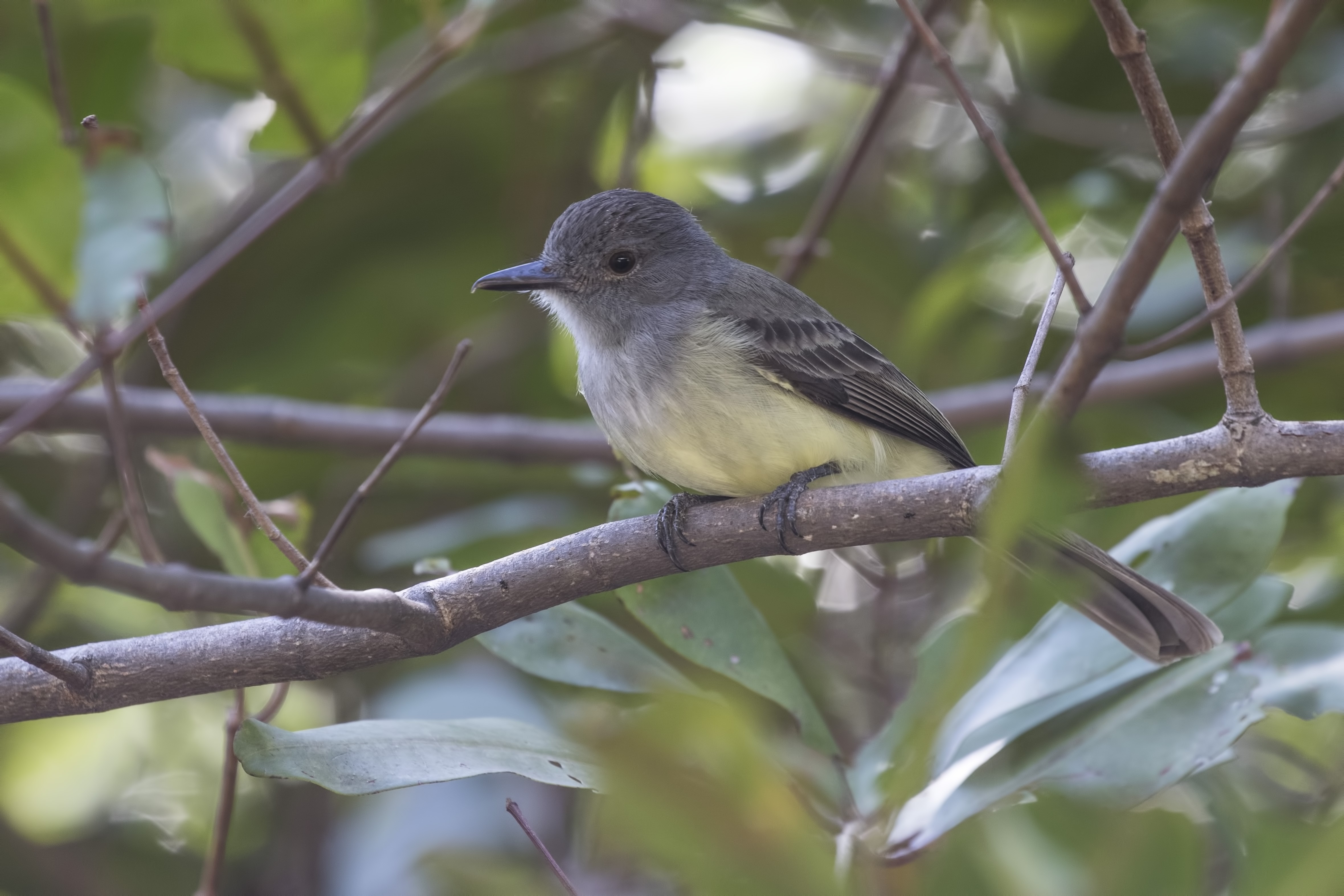 Panama Flycatcher — Ana fotoğraf