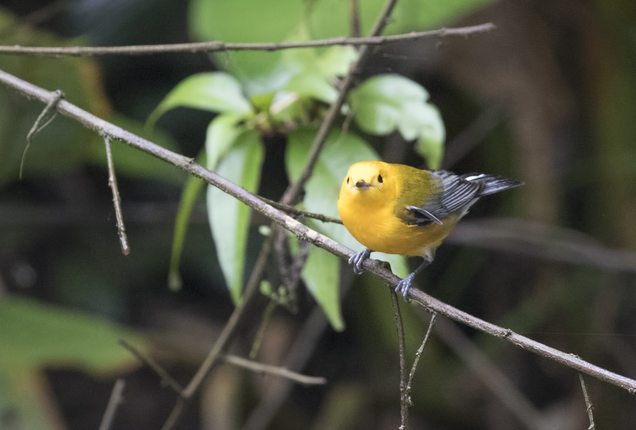 Prothonotary Warbler