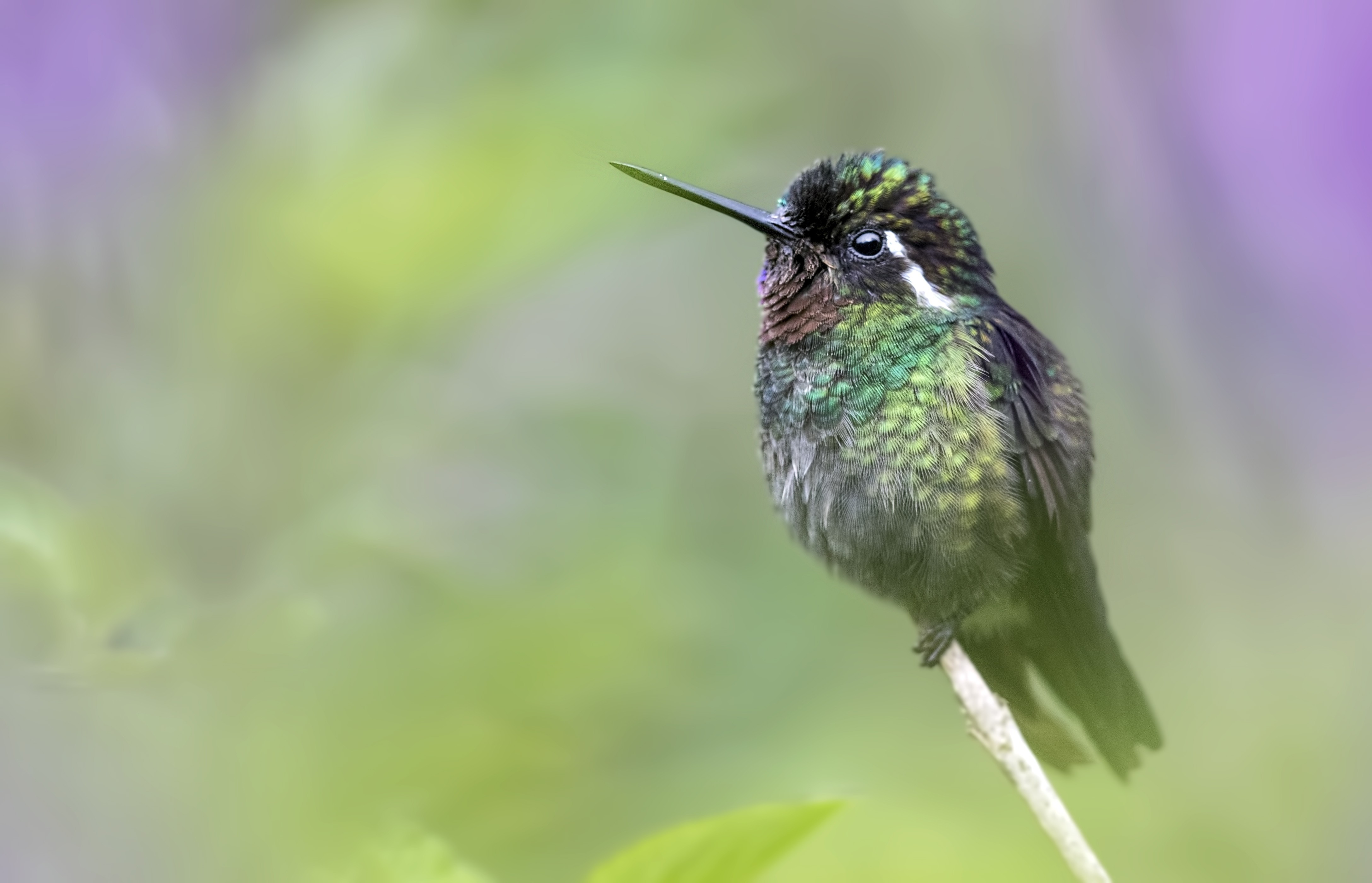 Purple-throated Mountain-gem — Ana fotoğraf