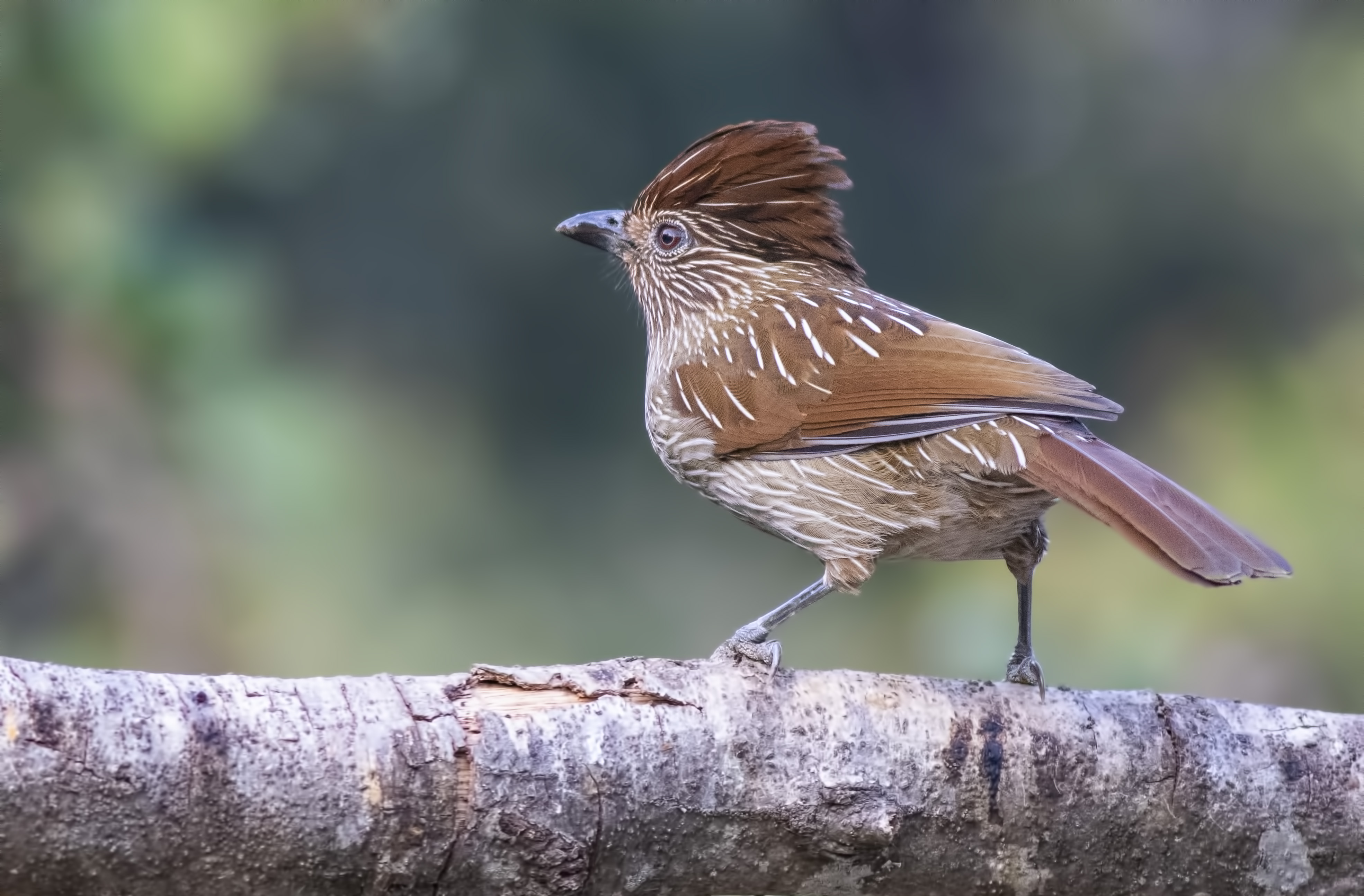 Striated Laughingthrush
