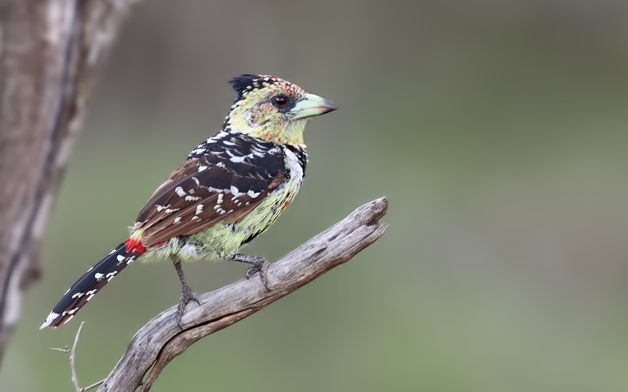 Crested Barbet