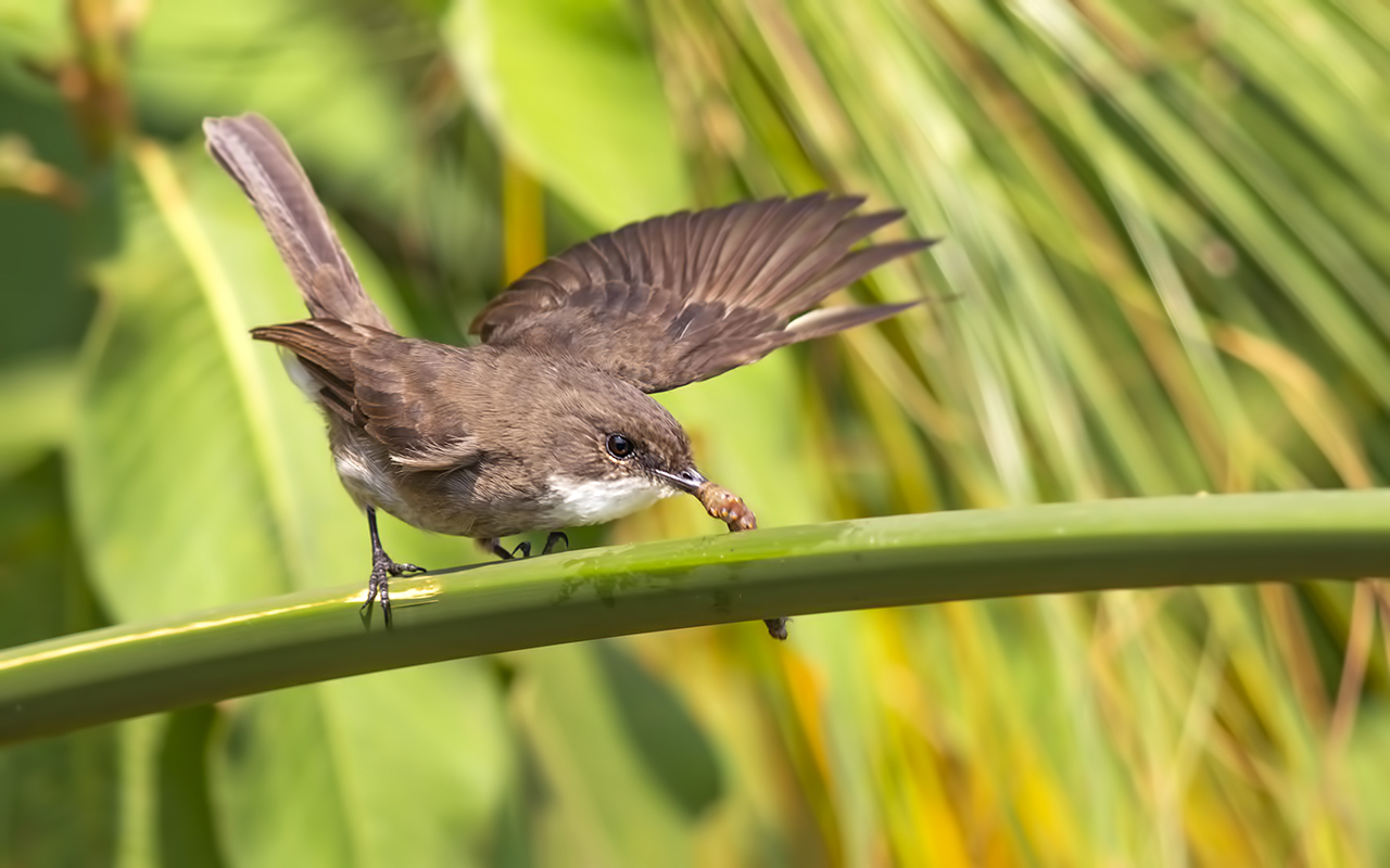 Swamp Flycatcher