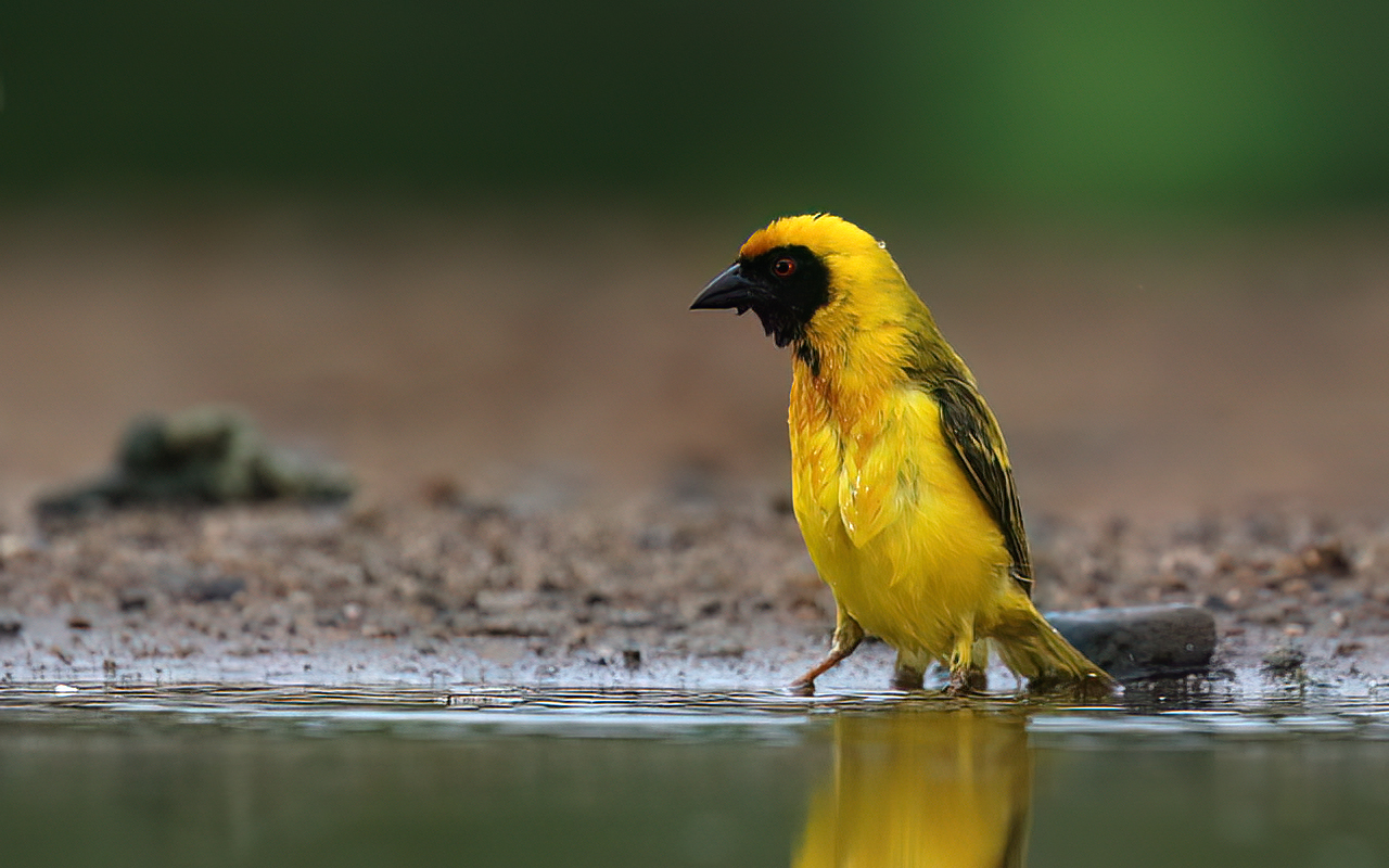 Village Weaver