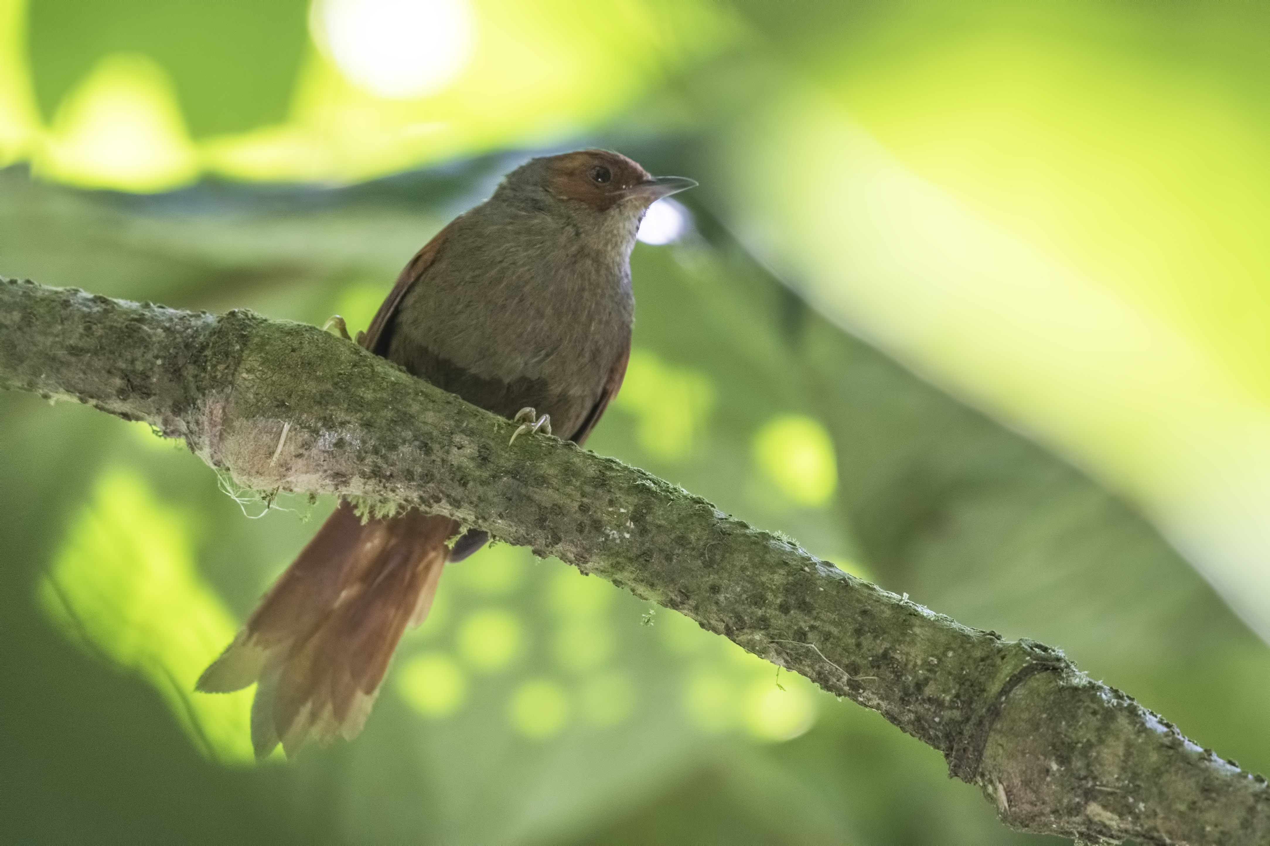 Red-faced Spinetail — Ana fotoğraf