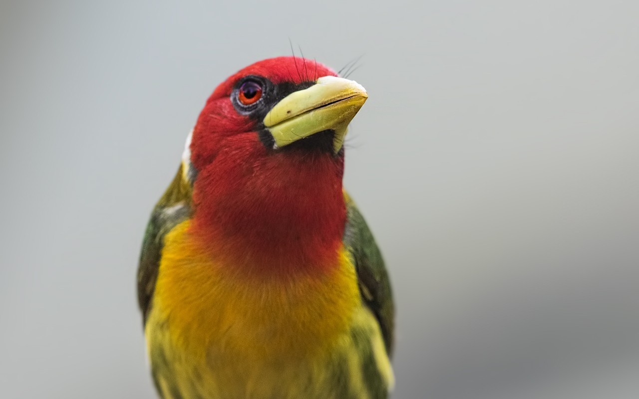 Red-headed Barbet — Ana fotoğraf