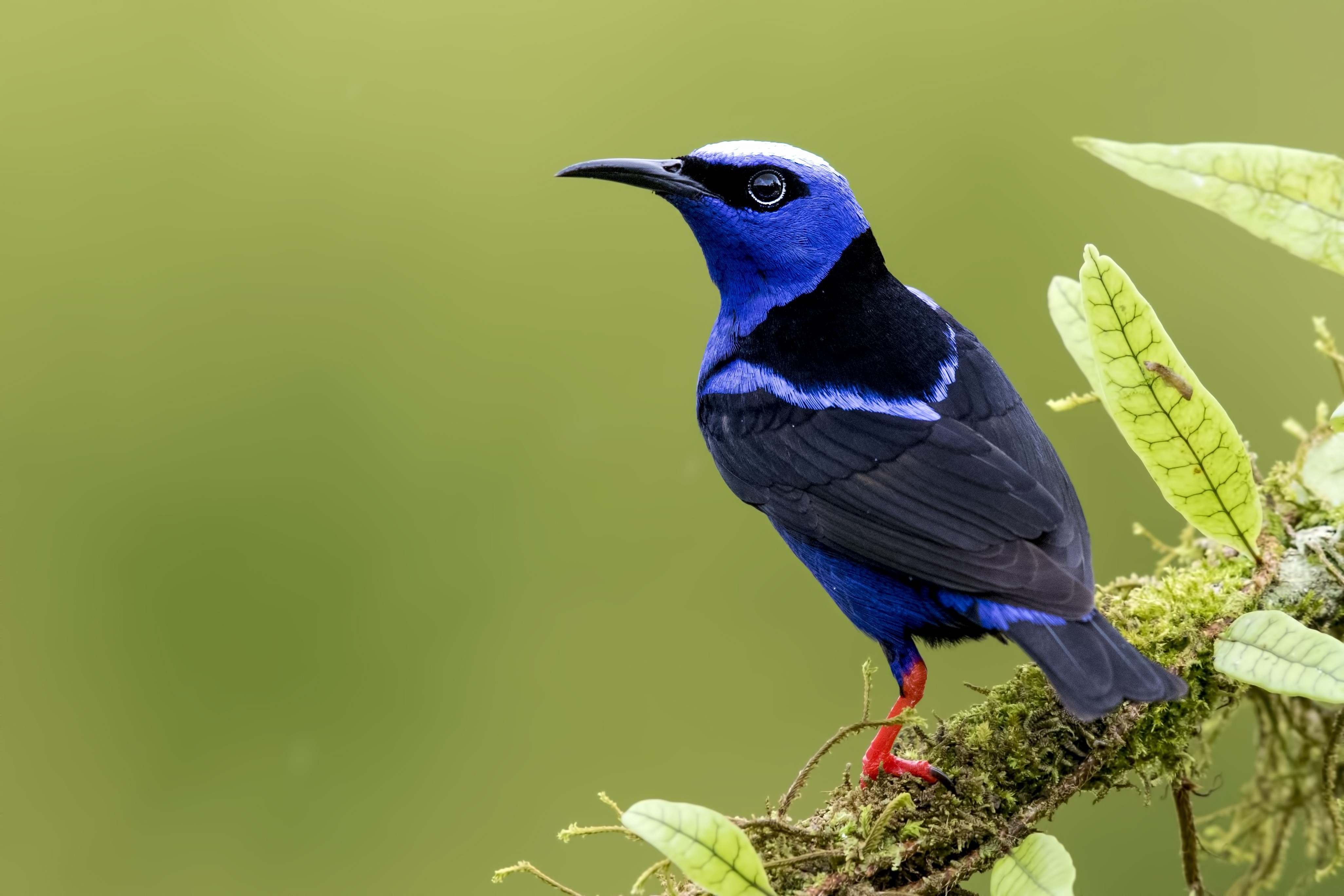 Red-legged Honeycreeper — Ana fotoğraf