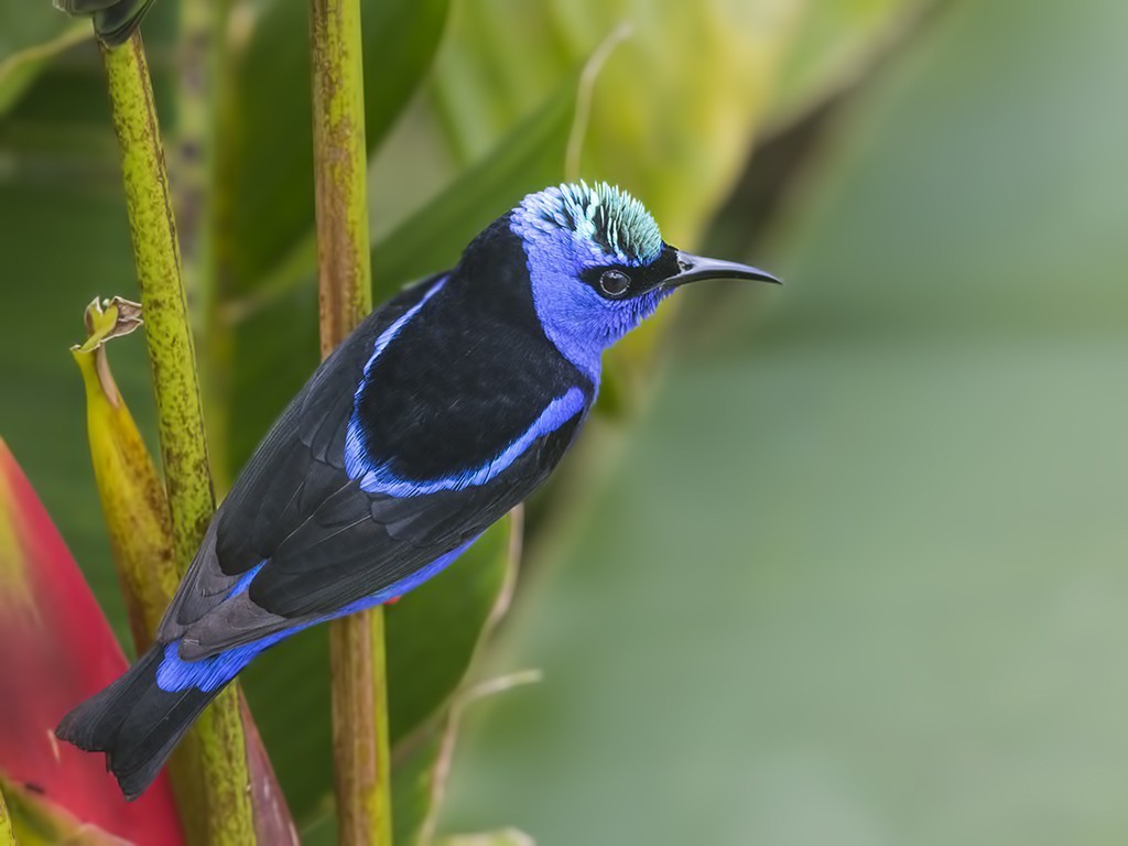 Red-legged Honeycreeper — Ana fotoğraf