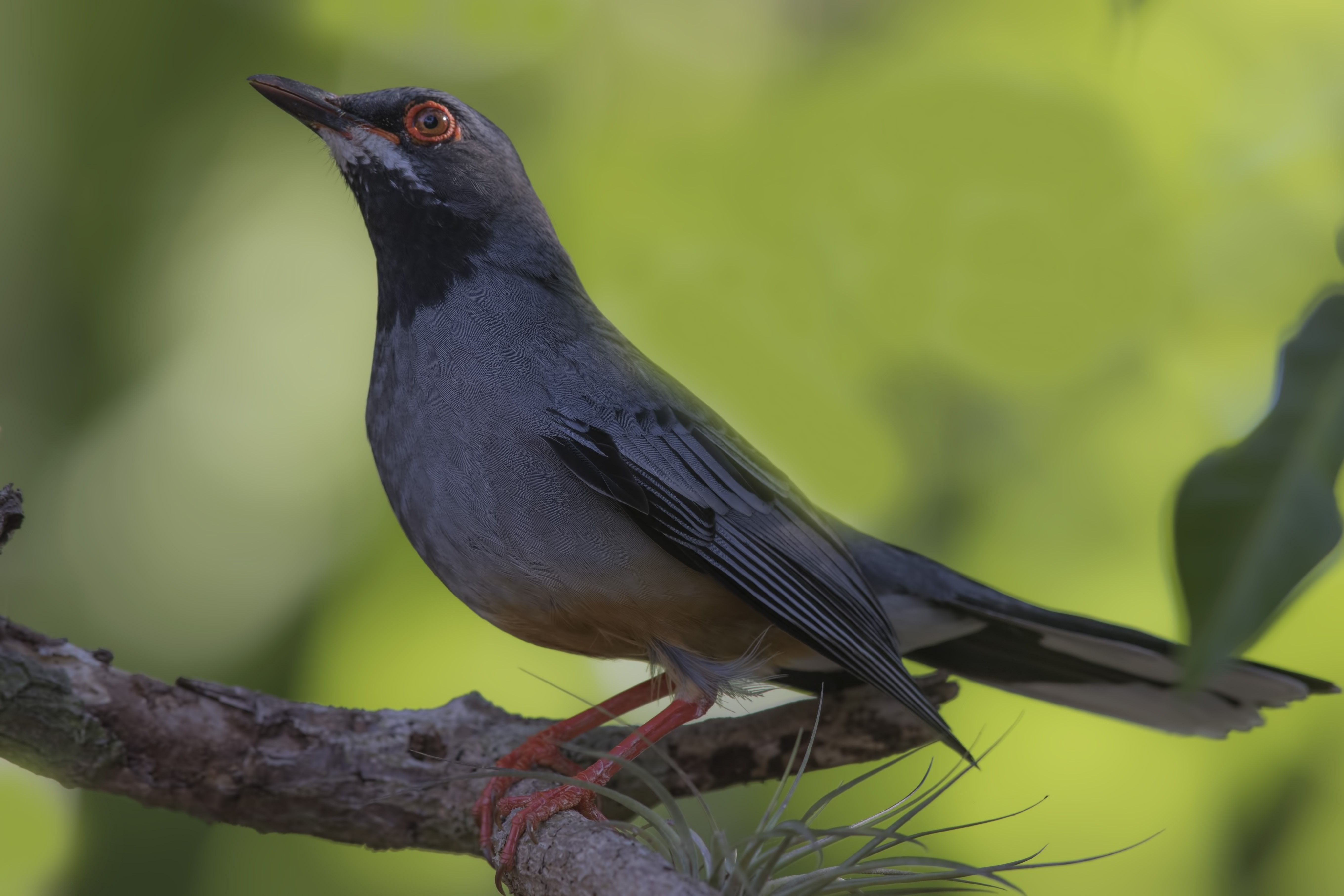 Red-legged Thrush — Ana fotoğraf