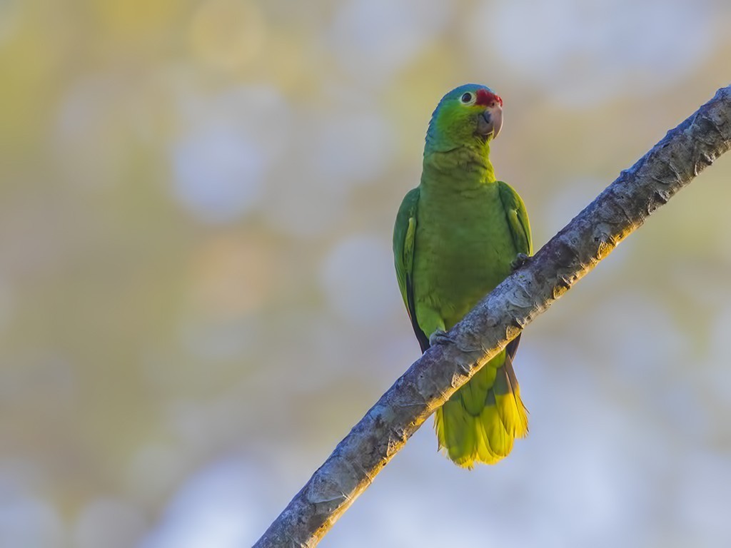Red-lored Amazon