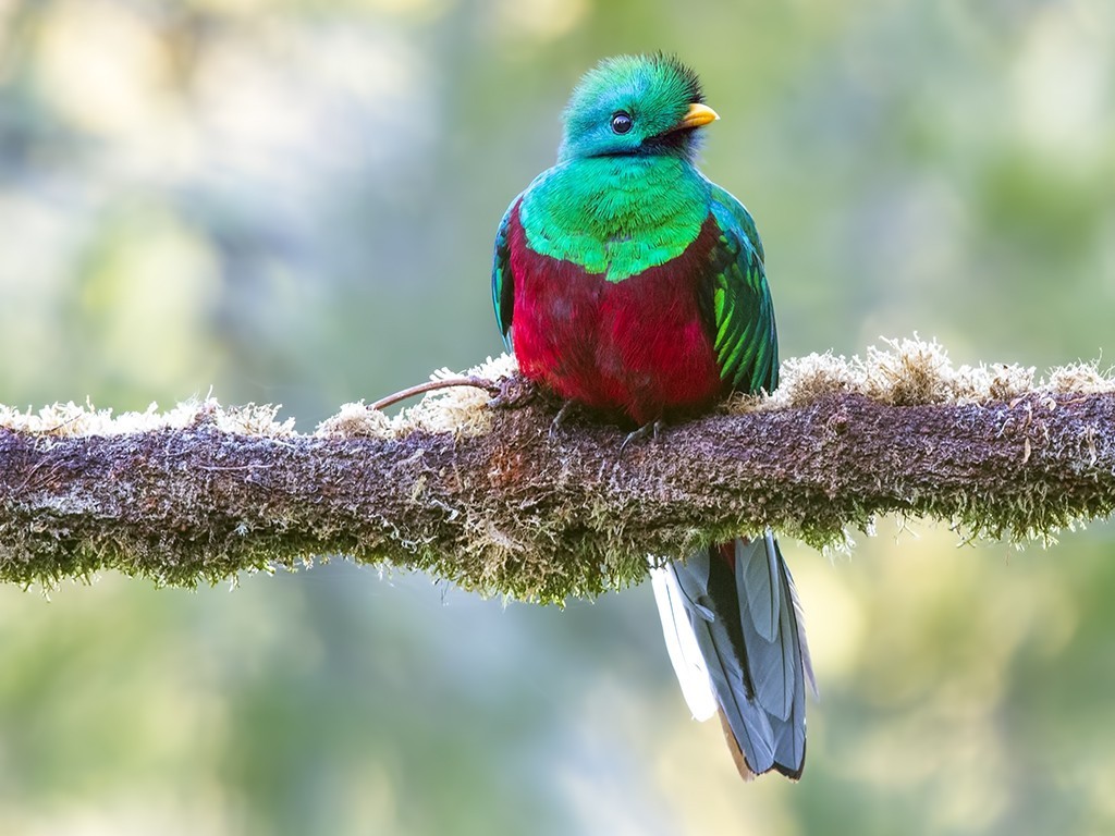 Resplendent Quetzal